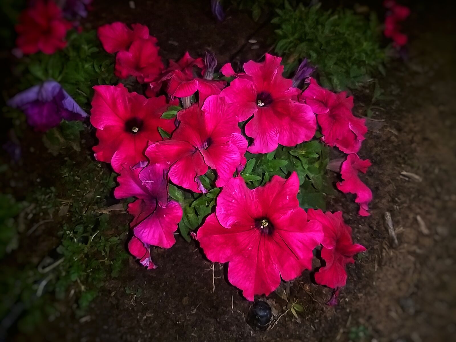 Samsung Galaxy A9 (2018) sample photo. Flowers, fuchsia, night photography