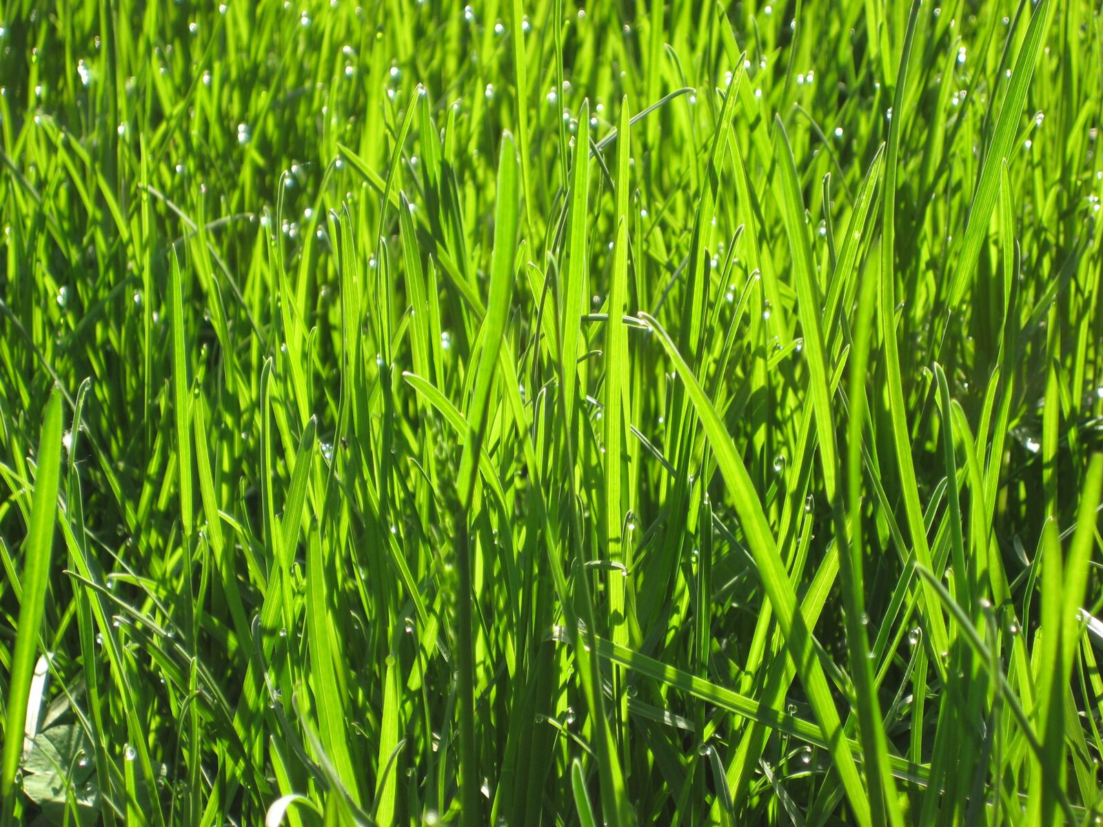 Canon DIGITAL IXUS 70 sample photo. Grass, rosa, background photography