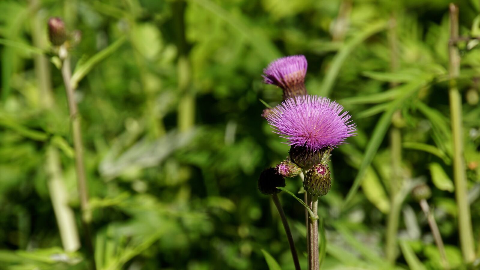Sony E 18-200mm F3.5-6.3 OSS sample photo. Thistle, creeping thistle, wildflowers photography