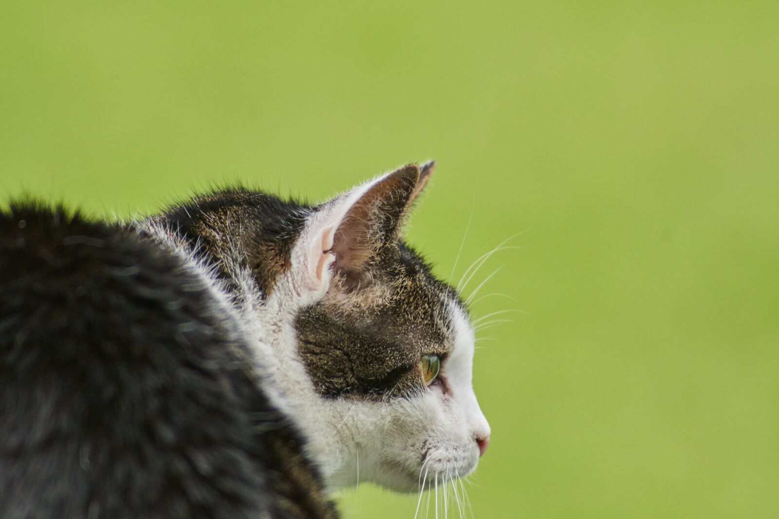 Nikon D500 sample photo. Cat, face, eyes photography