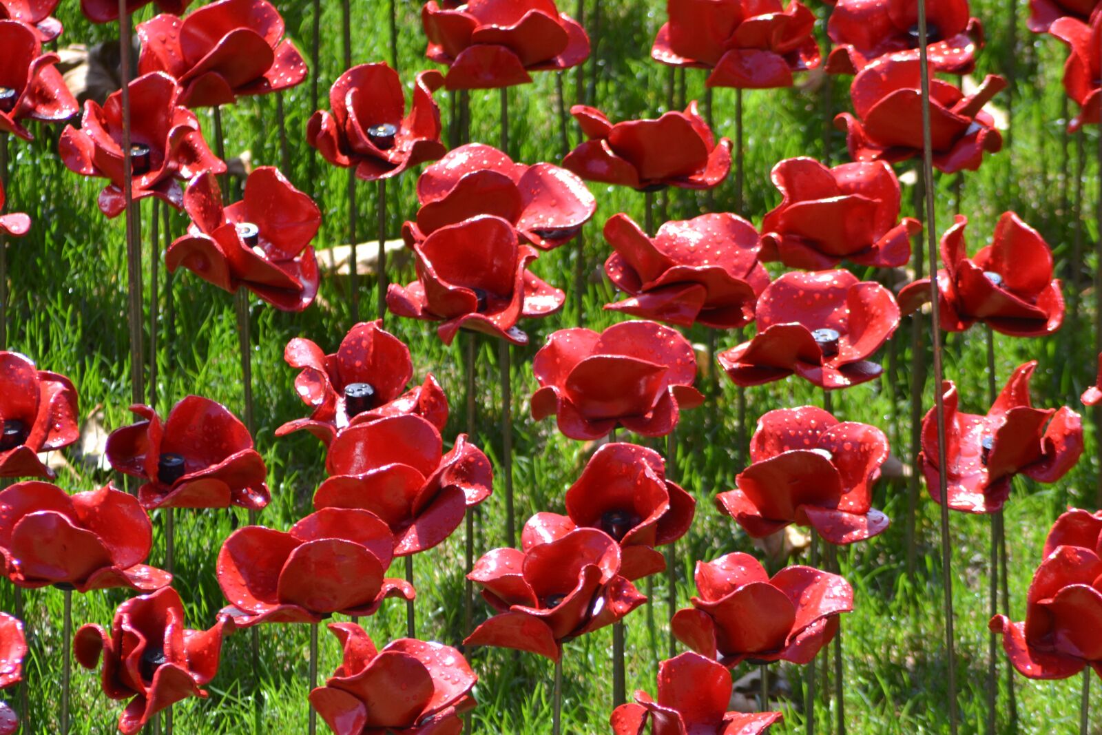 Nikon D3100 sample photo. Poppies, commemoration, tower of photography