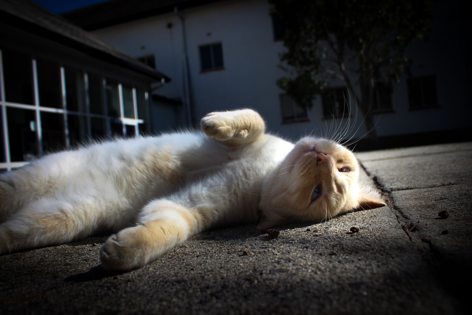 Canon EF-S 18-55mm F3.5-5.6 IS sample photo. Cat, lazy cat, fur photography