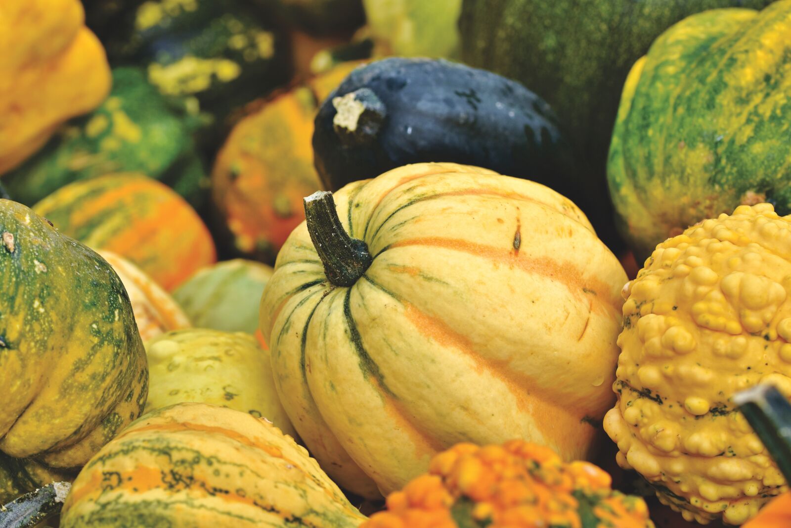 Nikon D7200 sample photo. Pumpkin, fruit, autumn photography