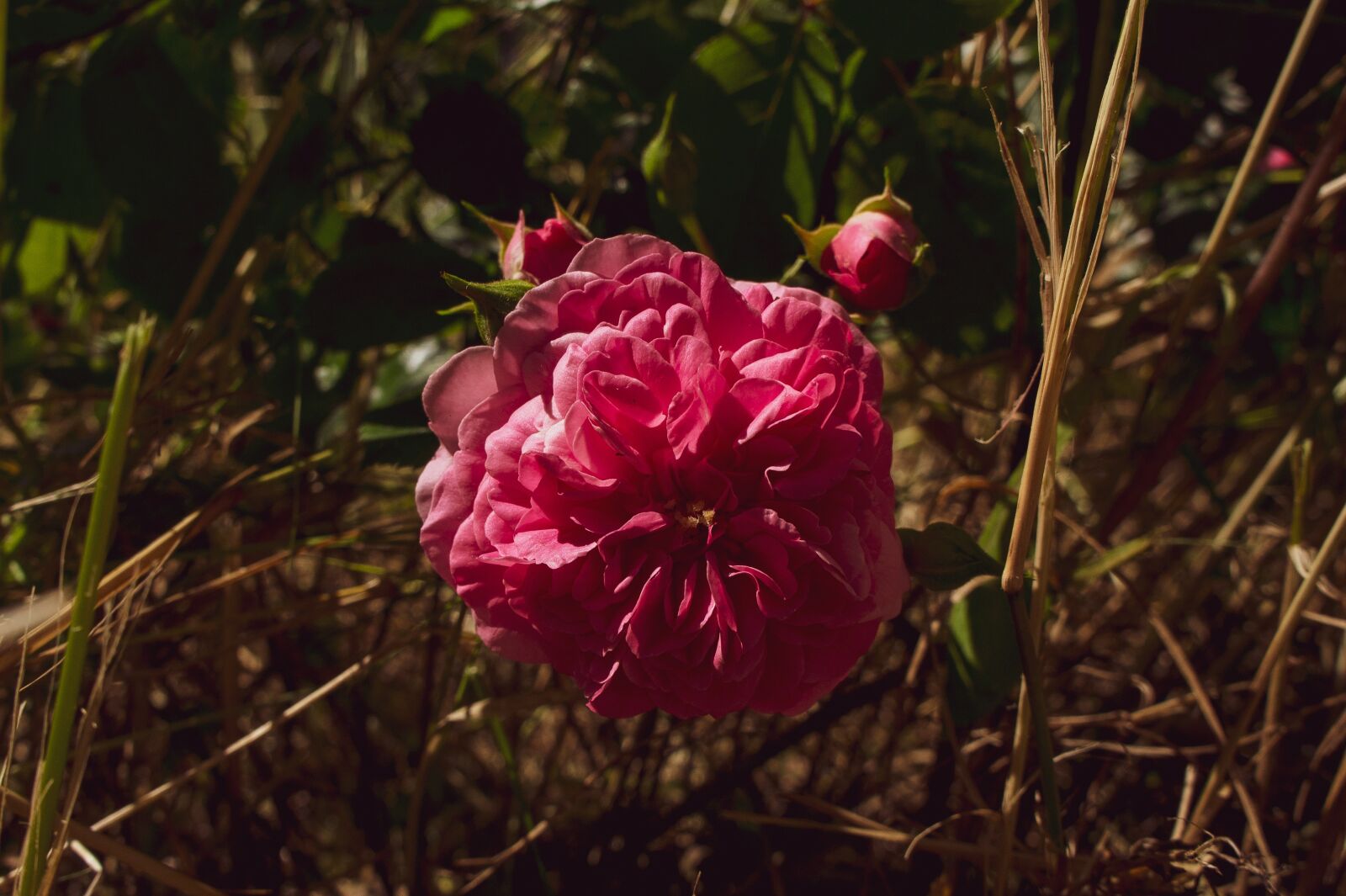 Sony Alpha NEX-3 + Sony E 18-55mm F3.5-5.6 OSS sample photo. Pink, garden, spring photography