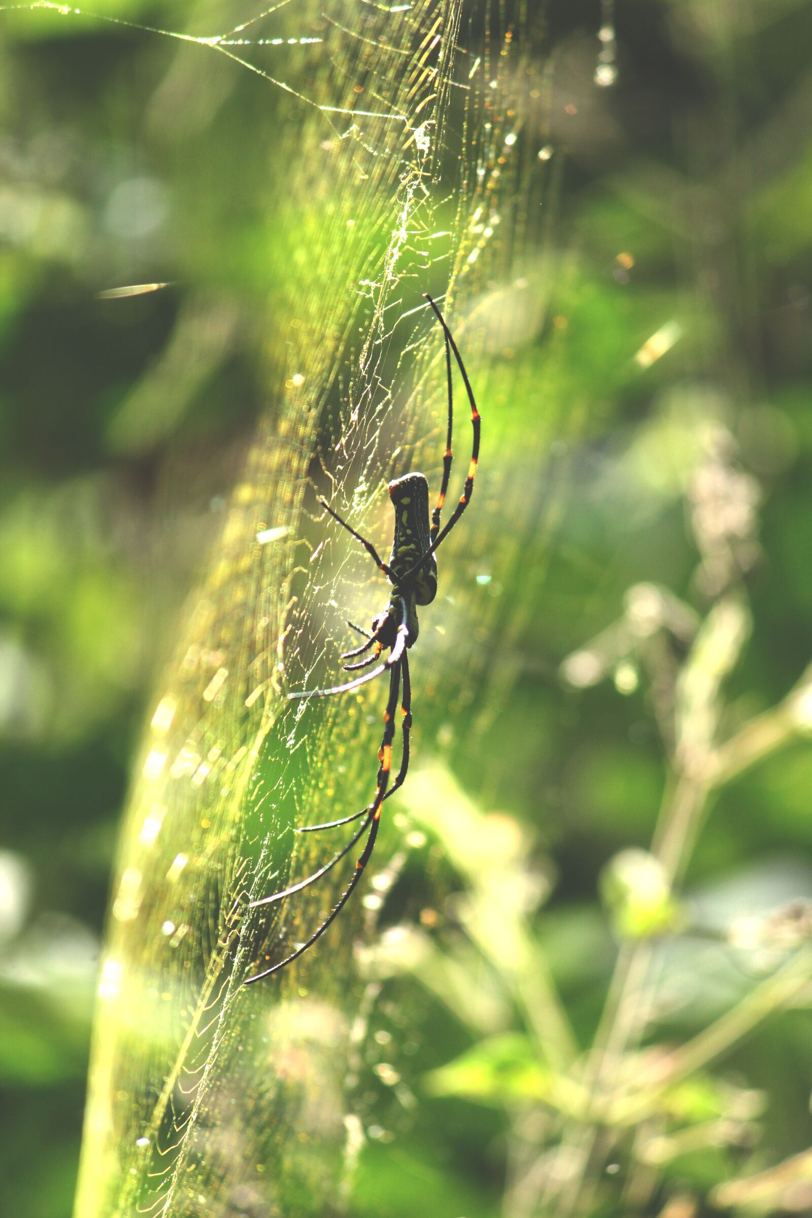Canon EOS 1300D (EOS Rebel T6 / EOS Kiss X80) sample photo. Kerala, india, spider photography