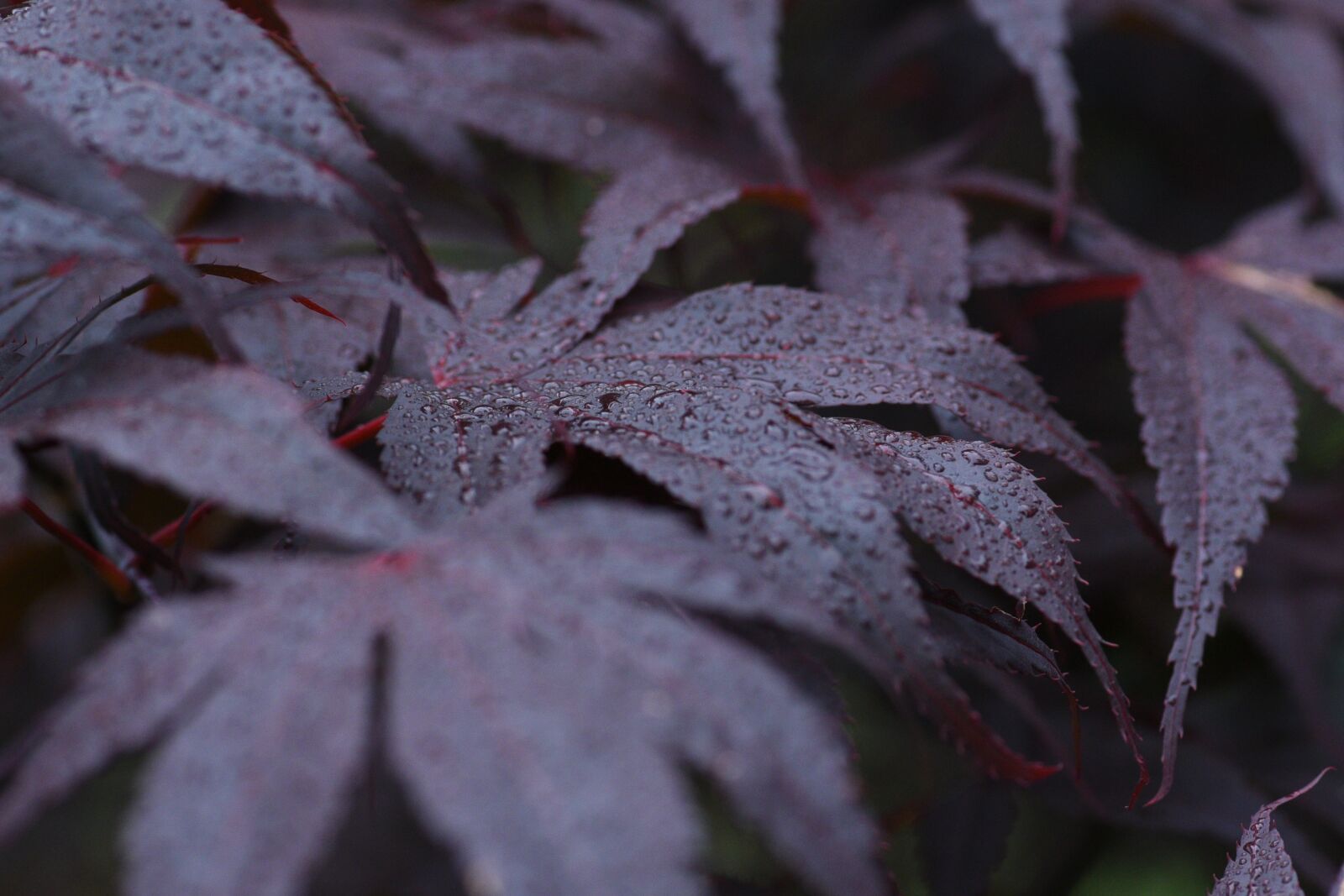 Nikon D750 sample photo. Maple, leaves, plant photography