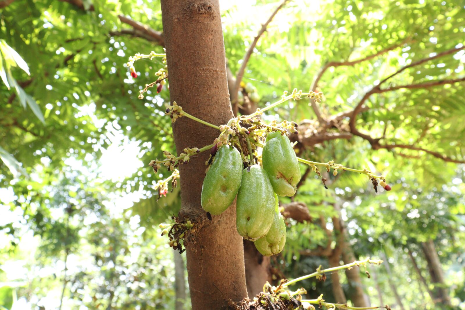 Canon EOS 250D (EOS Rebel SL3 / EOS Kiss X10 / EOS 200D II) sample photo. Kerala, bilimbi, tree photography