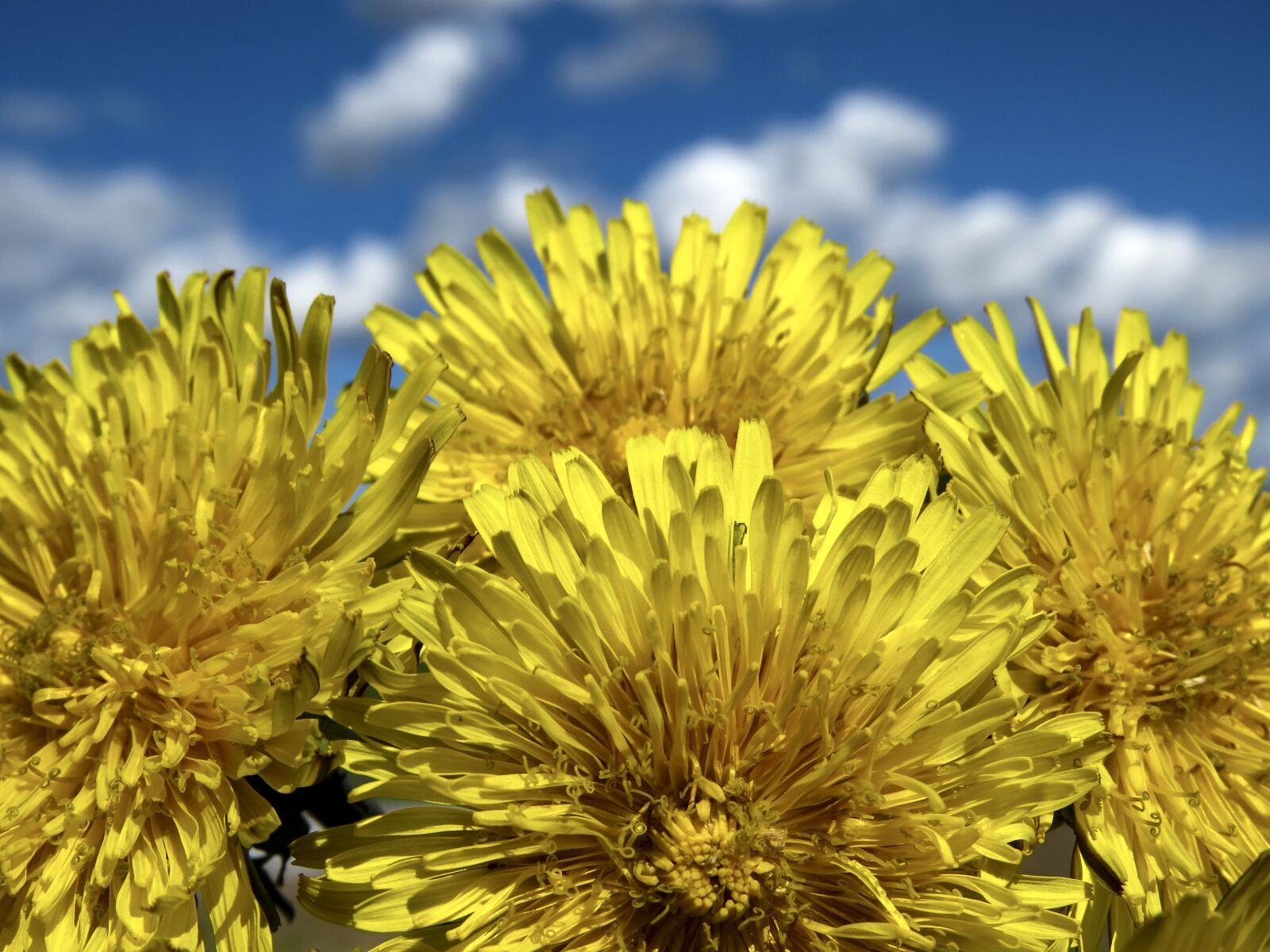 Canon PowerShot SX60 HS sample photo. Flowers, yellow, dandelions photography