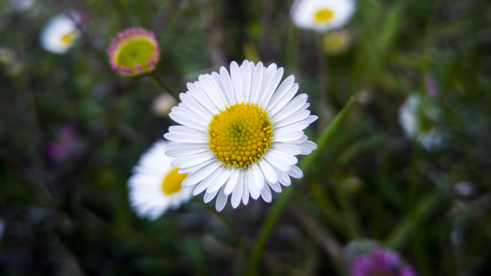 LG G4 sample photo. Daisy, nature, plant photography