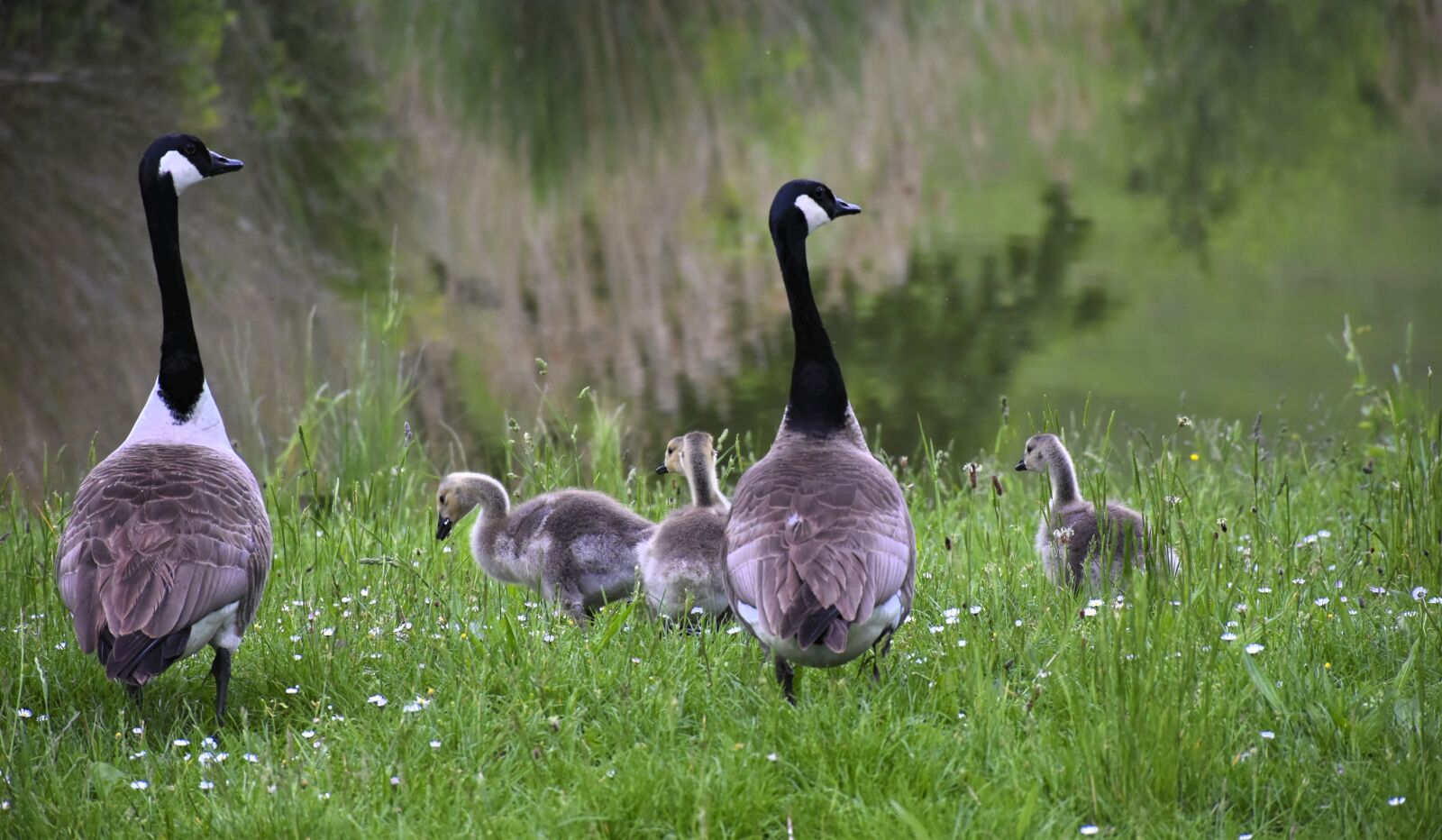 Nikon D7200 sample photo. Geese, family, gaensekuecken photography