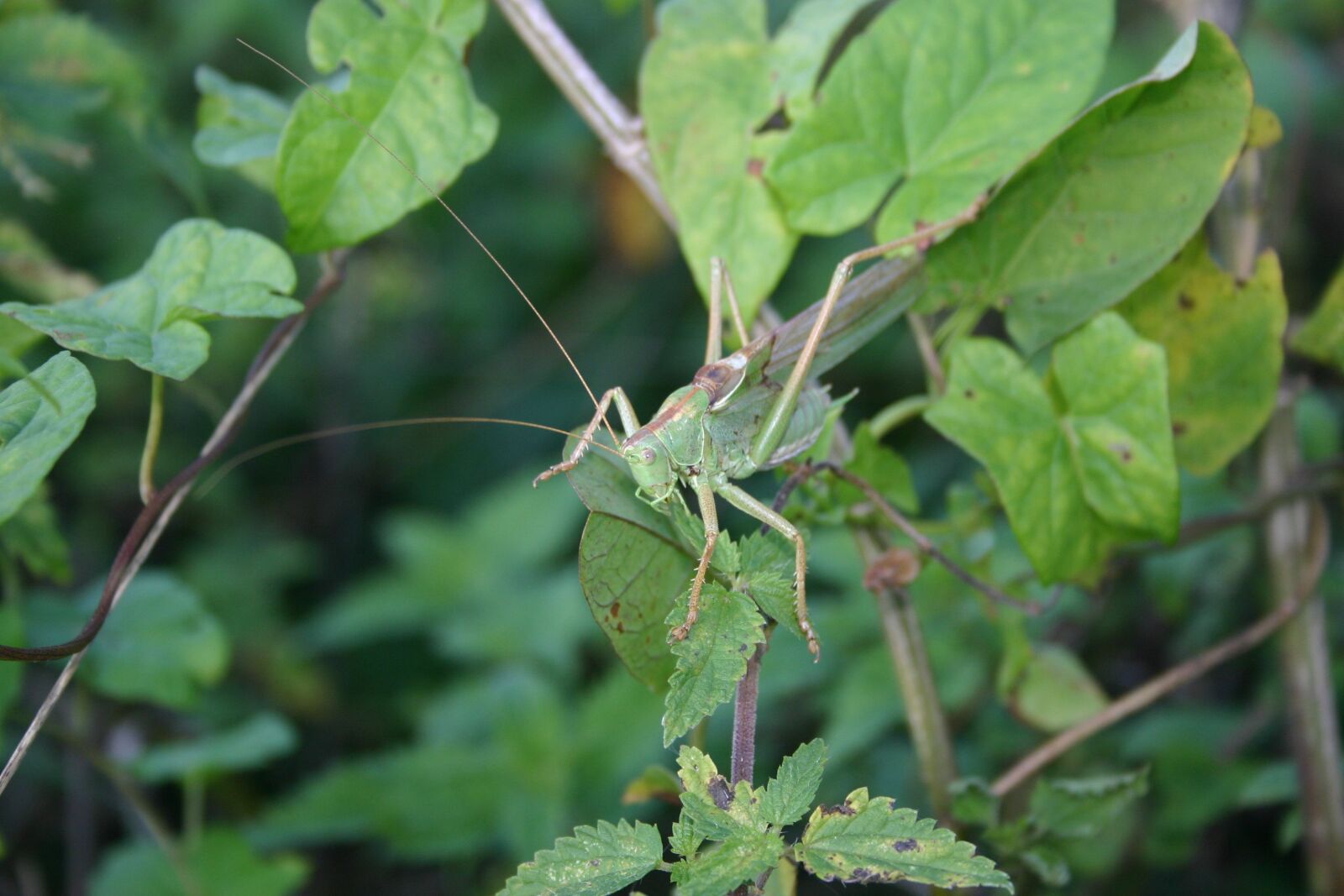 Canon EOS 300D (EOS Digital Rebel / EOS Kiss Digital) sample photo. Grasshopper, nature, forest photography