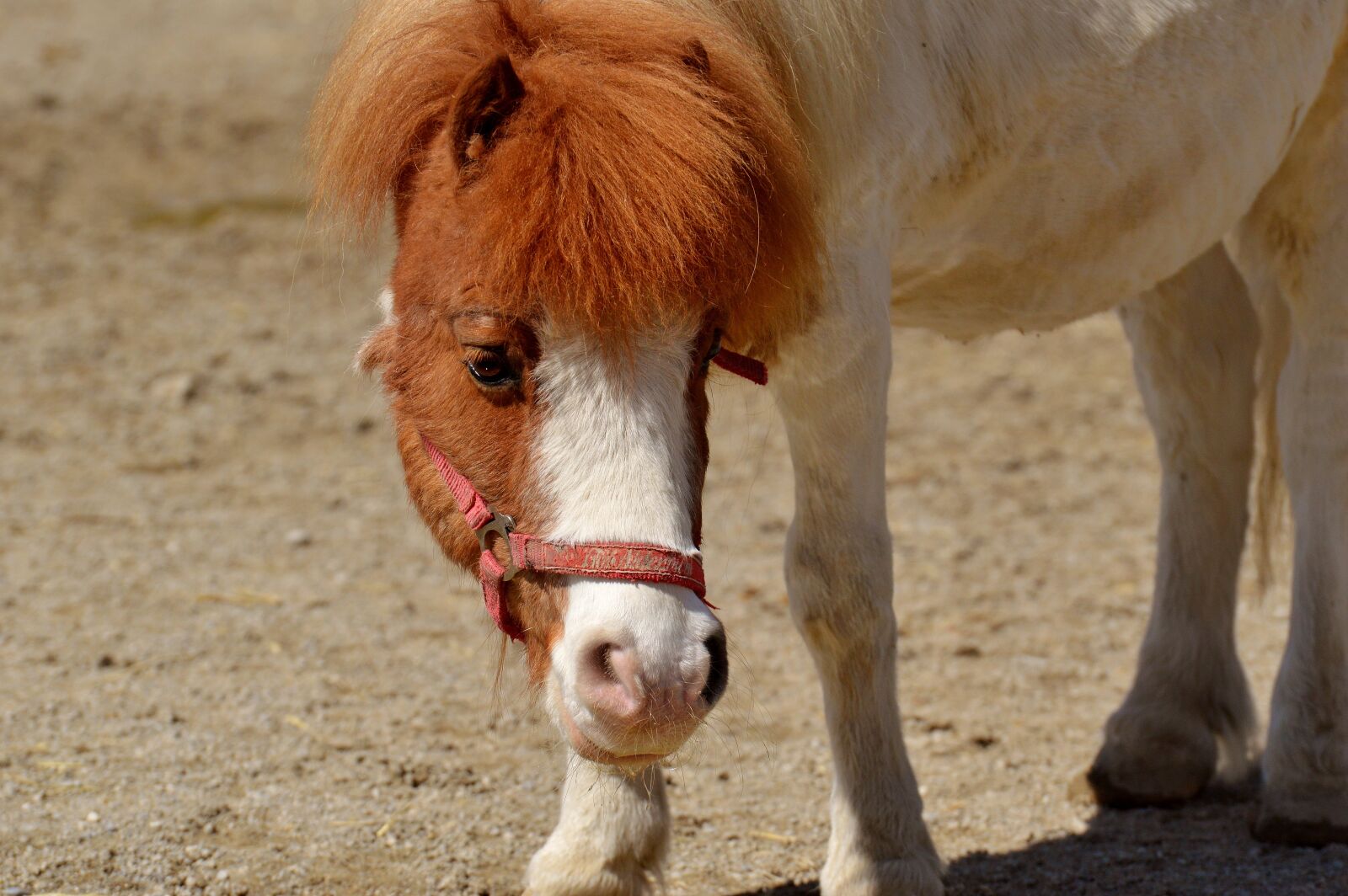 Nikon D3200 sample photo. Pony, horse, cute photography