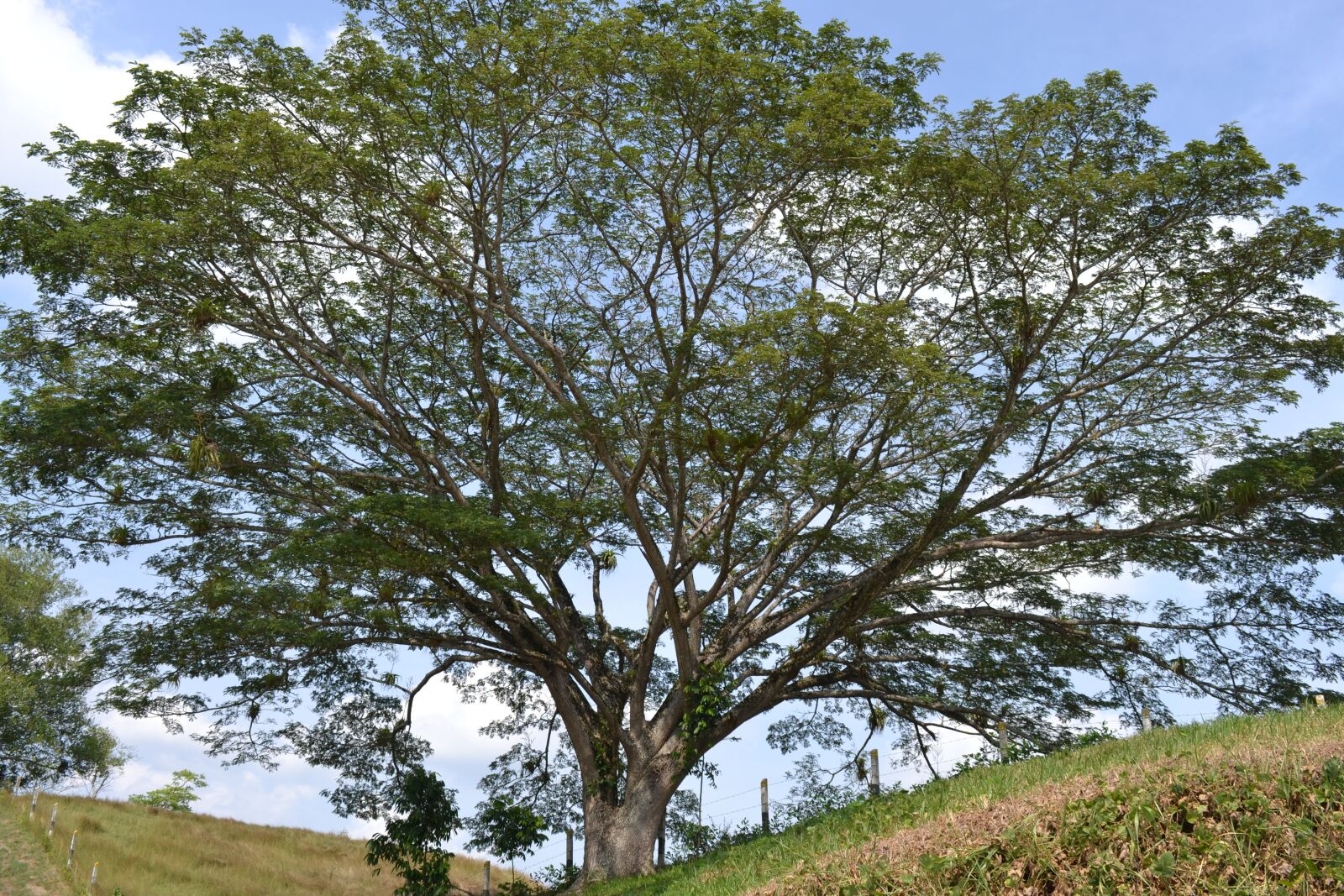 Nikon D3100 sample photo. Tree, nature, plant photography