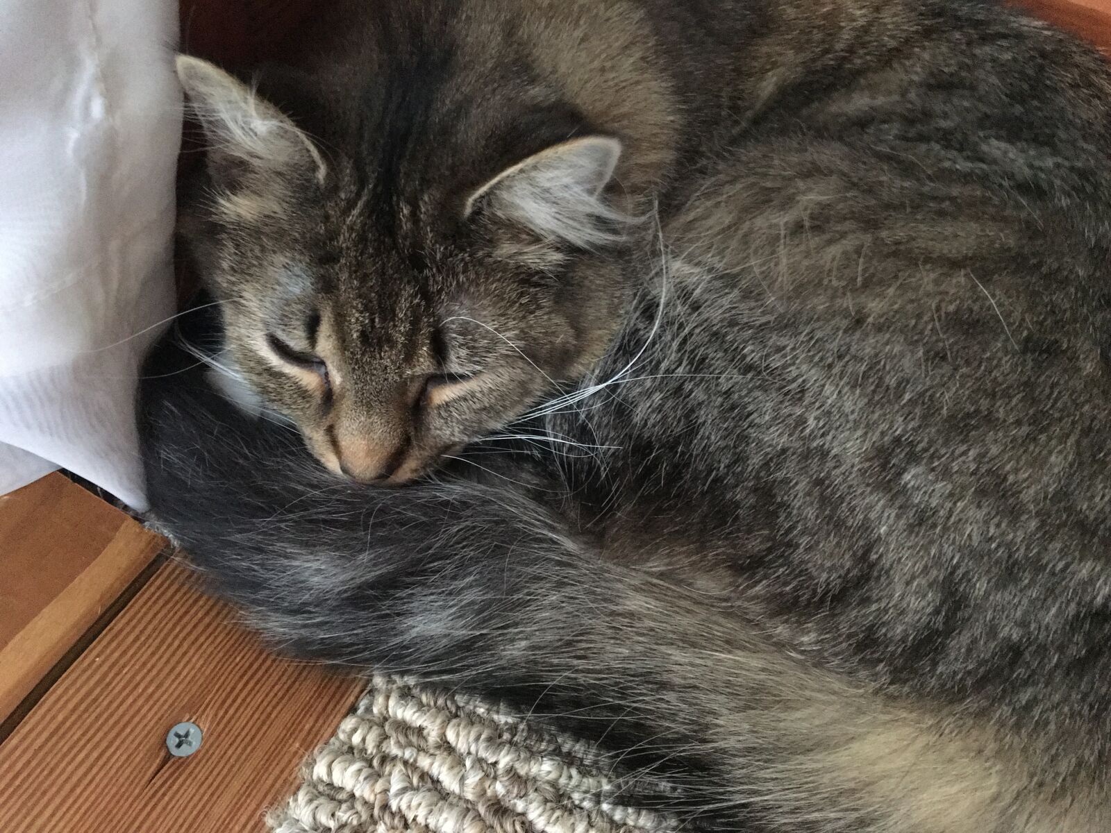 Apple iPhone 6s sample photo. Pets, cats, maine coon photography