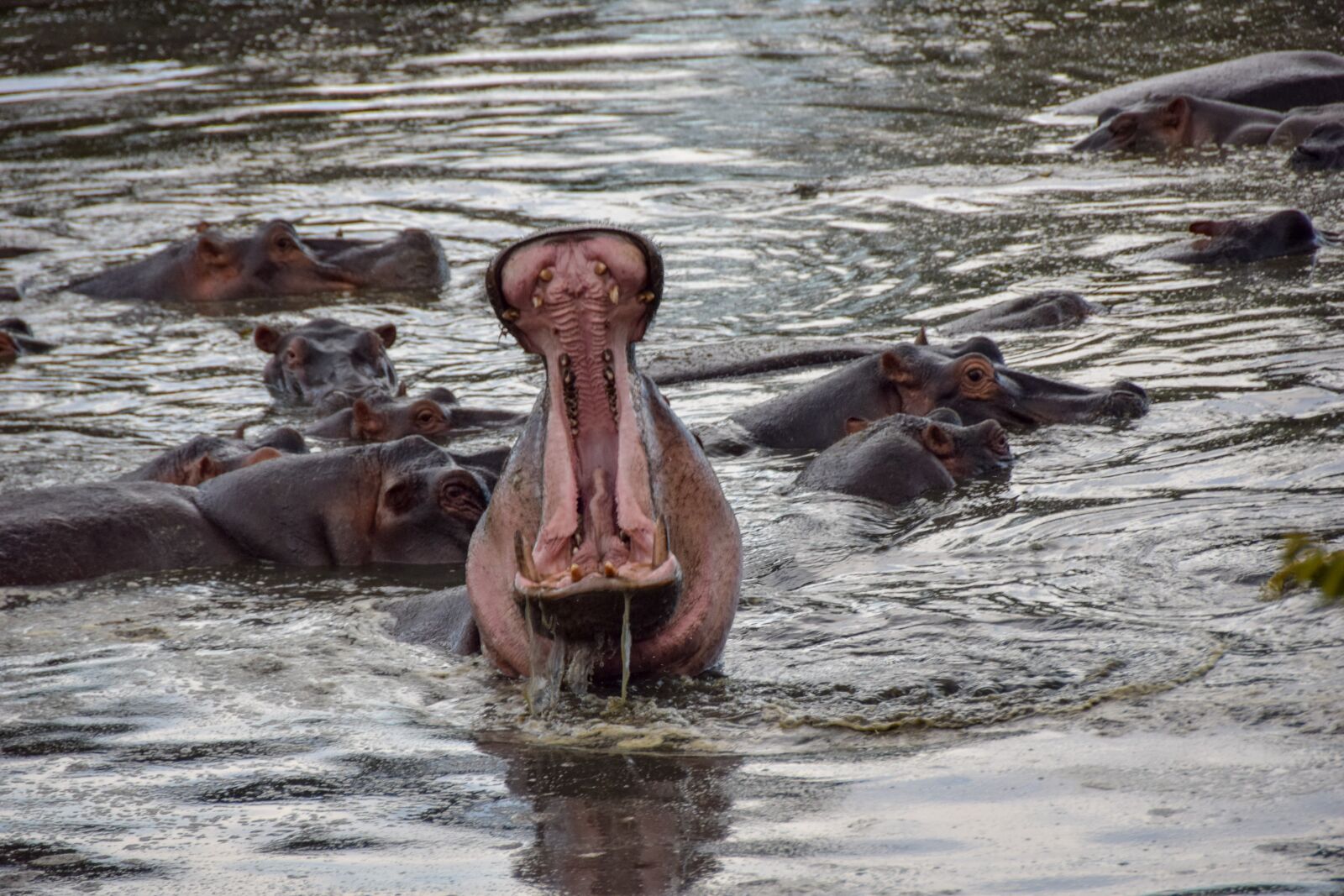Nikon D5300 sample photo. Hippo, africa, safari photography