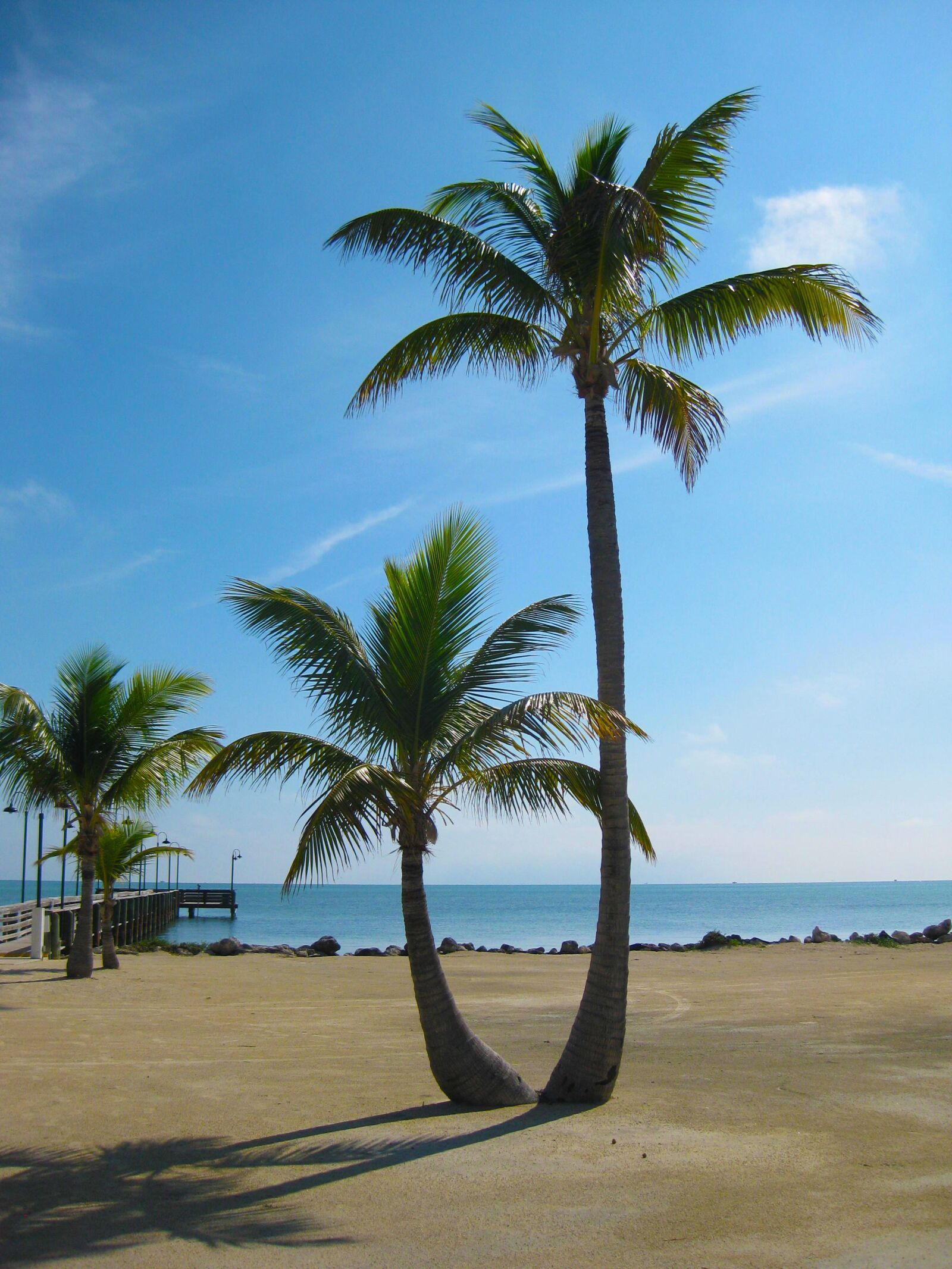 Canon PowerShot SD1100 IS (Digital IXUS 80 IS / IXY Digital 20 IS) sample photo. Palm, tree, sunny photography