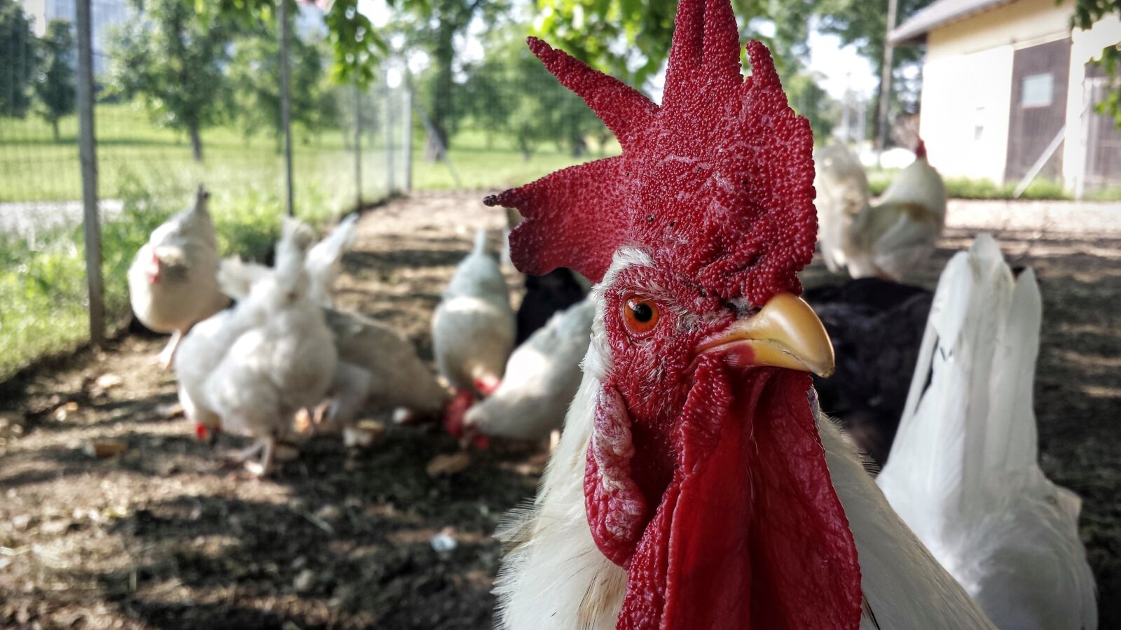 Samsung Galaxy S4 sample photo. Chicken, hahn, farm photography