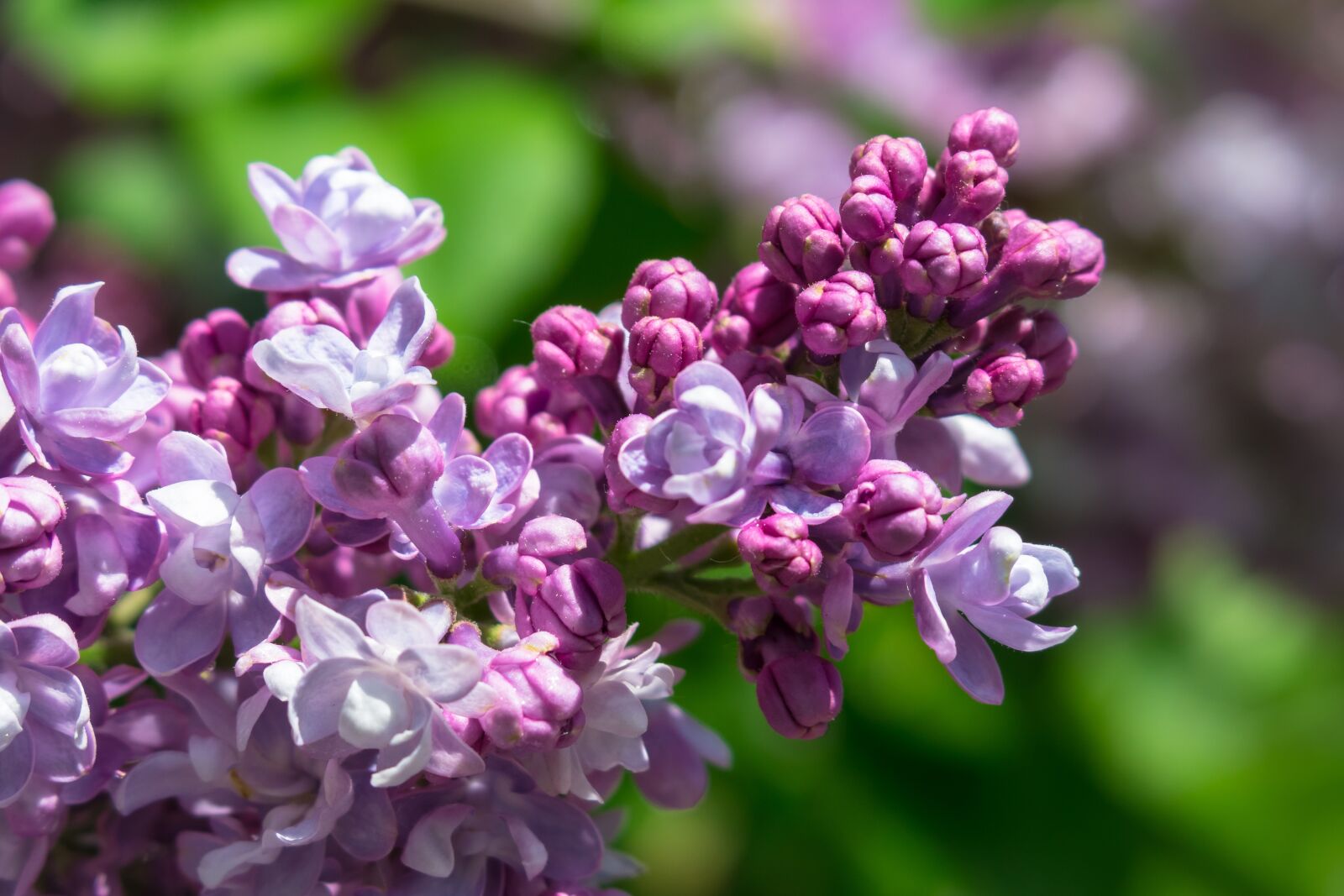 Canon PowerShot G3 X sample photo. Lilac, purple, flowers photography
