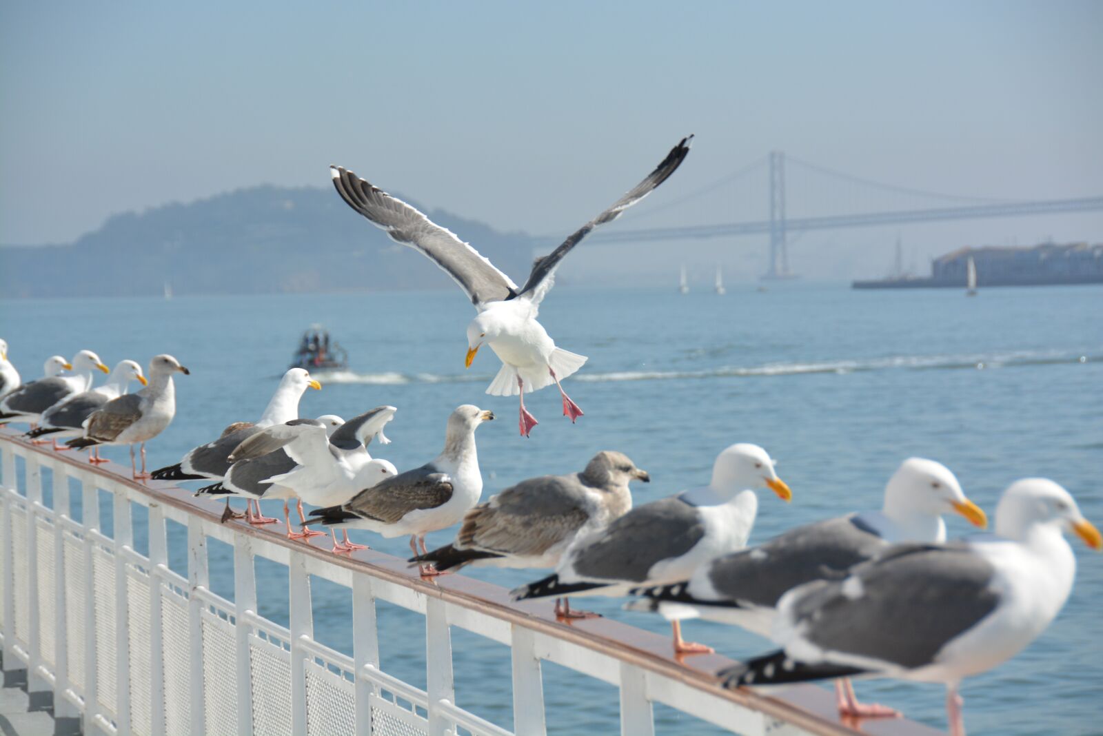 Nikon D5200 sample photo. Seagull, birds, flight photography
