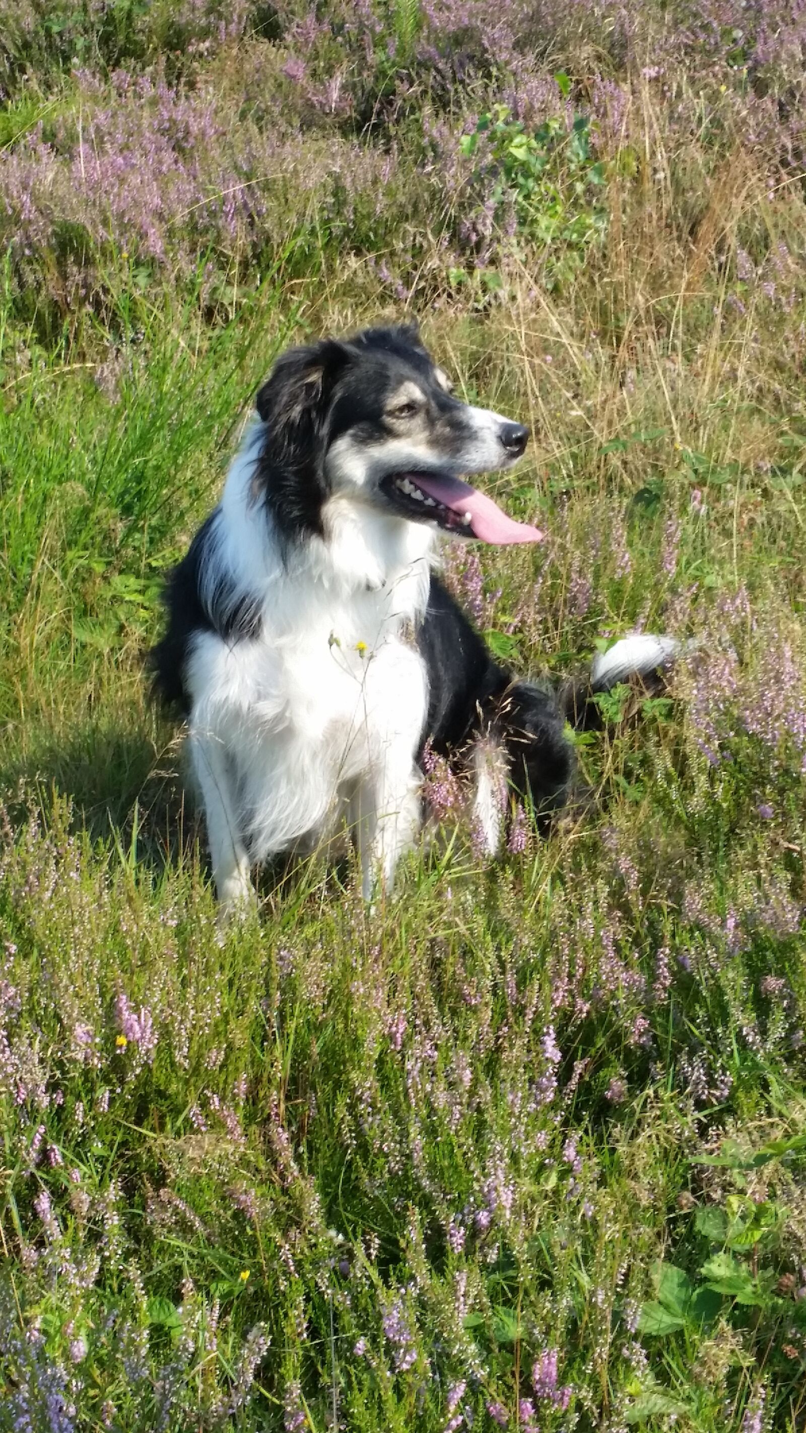 Samsung Galaxy S5 sample photo. Border collie, dog, hei photography
