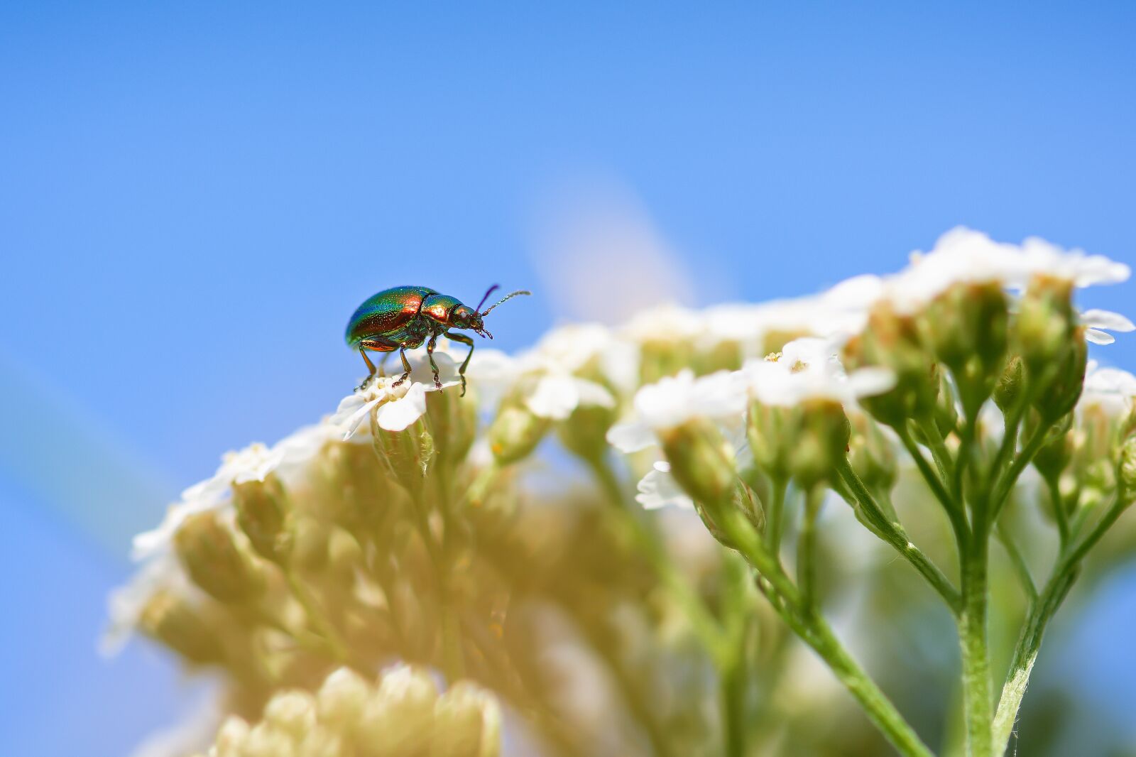Nikon D7200 sample photo. Rose beetle, insect, beetle photography