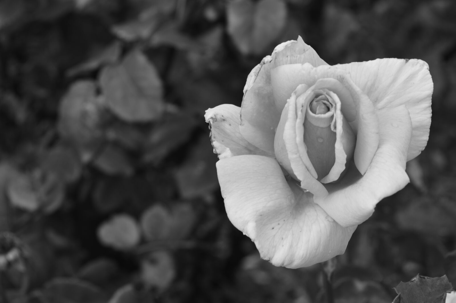 Nikon D3200 sample photo. Rose, black, and, white photography