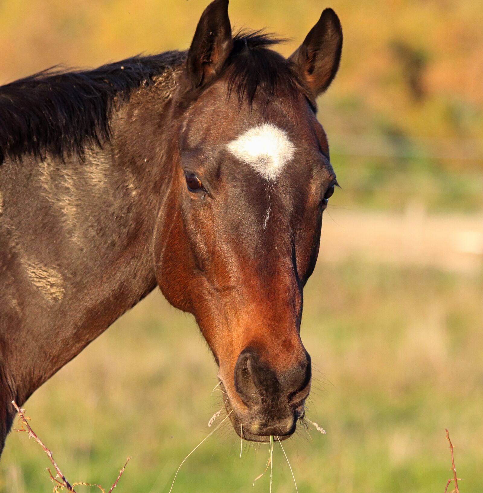 Canon EOS 650D (EOS Rebel T4i / EOS Kiss X6i) sample photo. Animal, field, horses photography