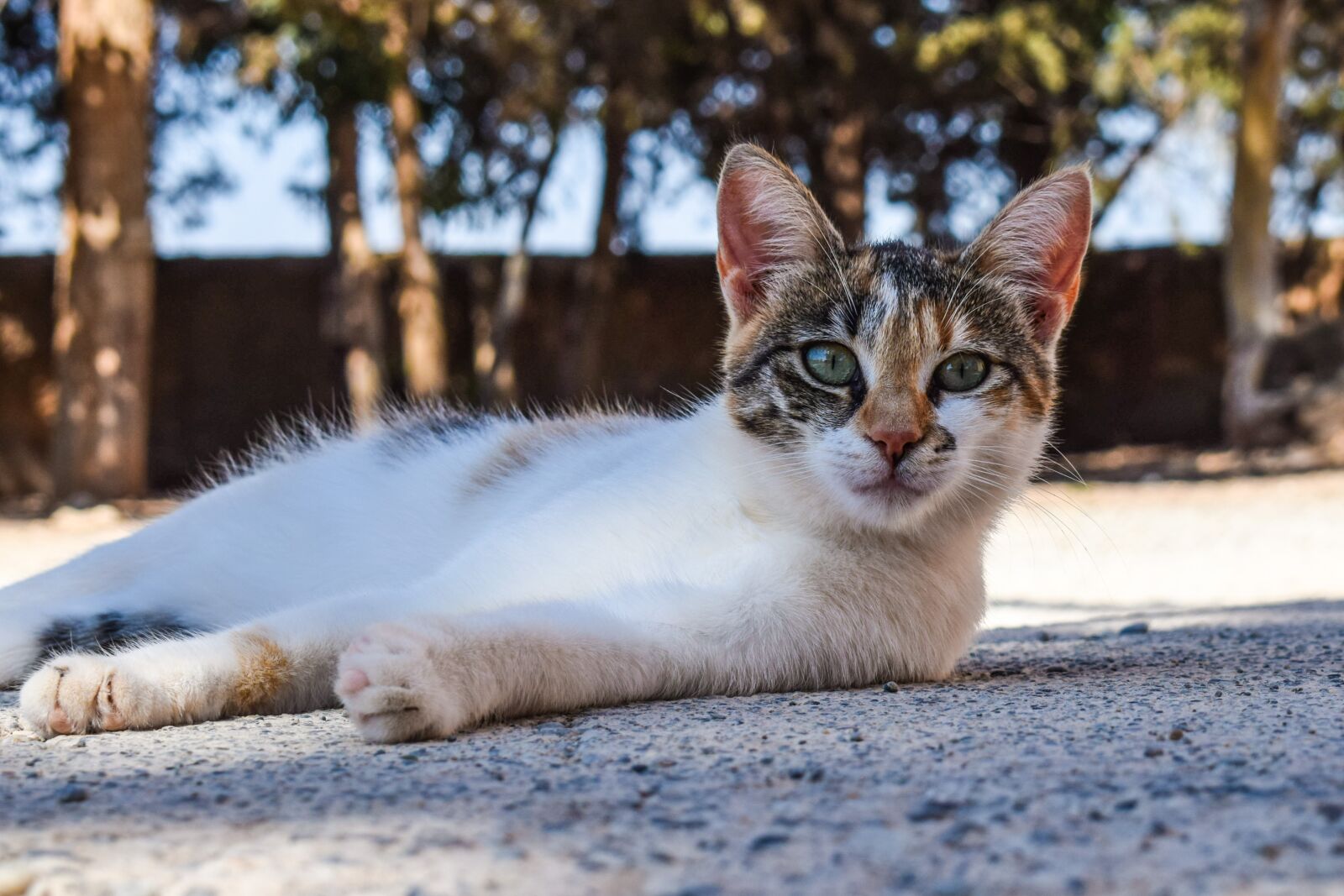 Nikon D3300 sample photo. Cat, stray, outdoor photography