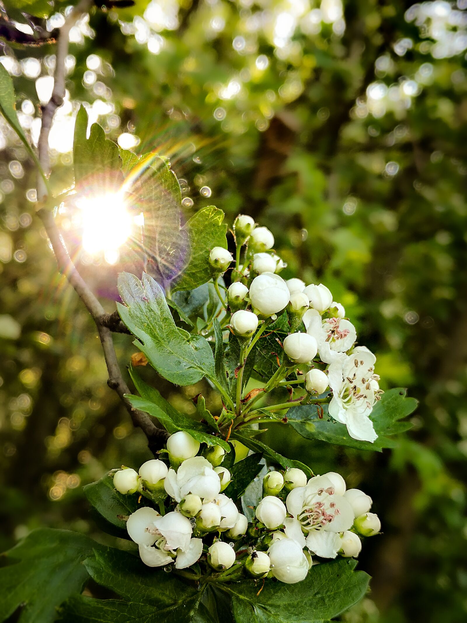HUAWEI P20 sample photo. Nature, flowers, sunrise photography