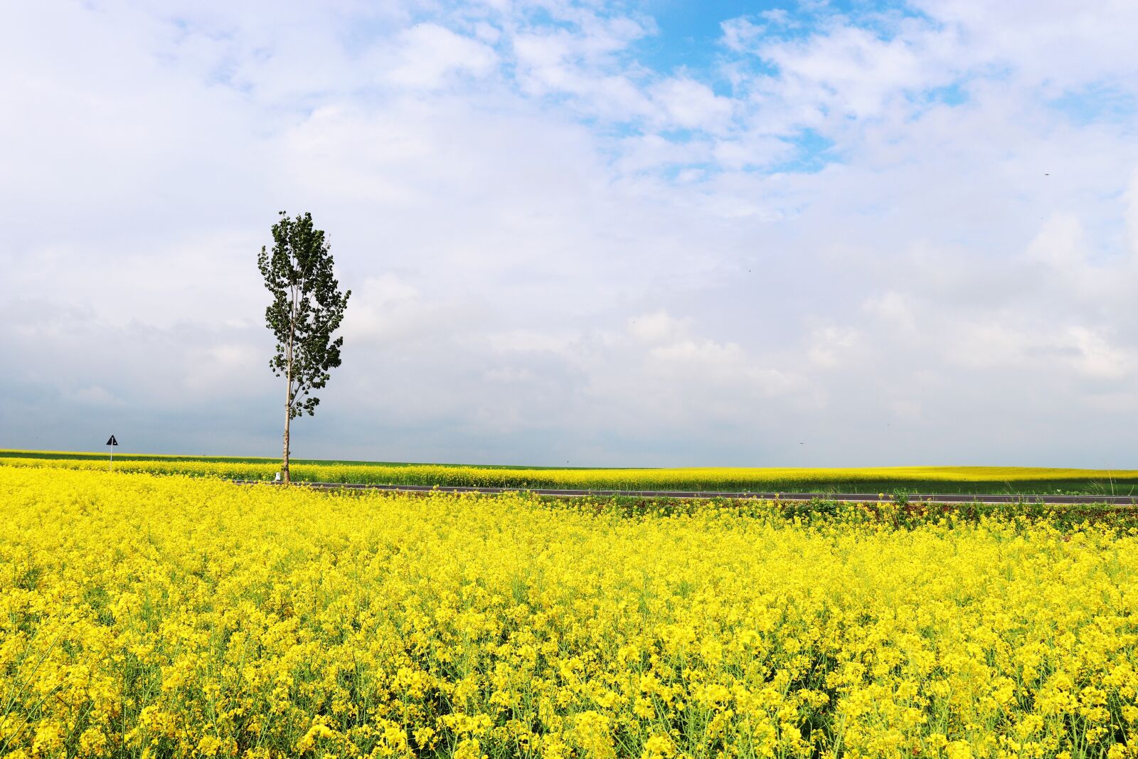Canon EOS 200D (EOS Rebel SL2 / EOS Kiss X9) sample photo. Rapeseed, flowers, yellow photography