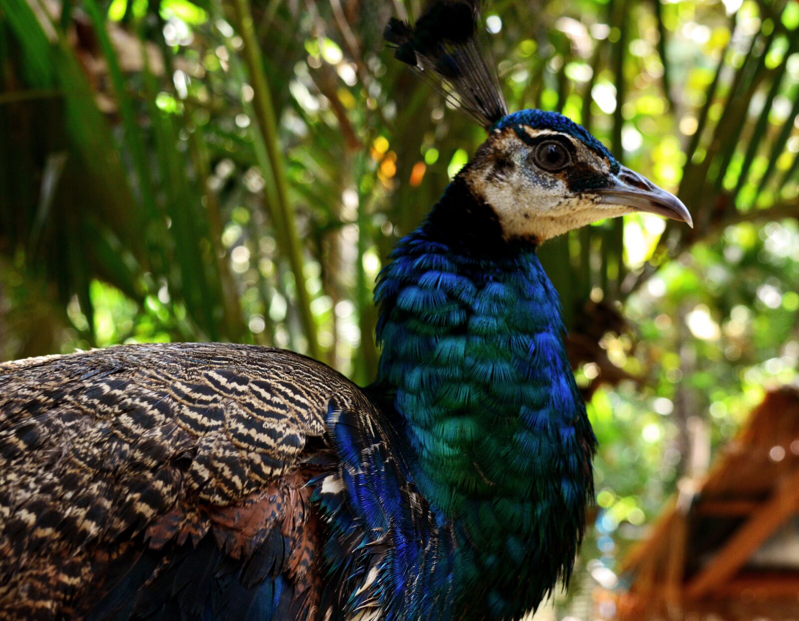 Nikon D5200 sample photo. Peacock, bird, animal photography