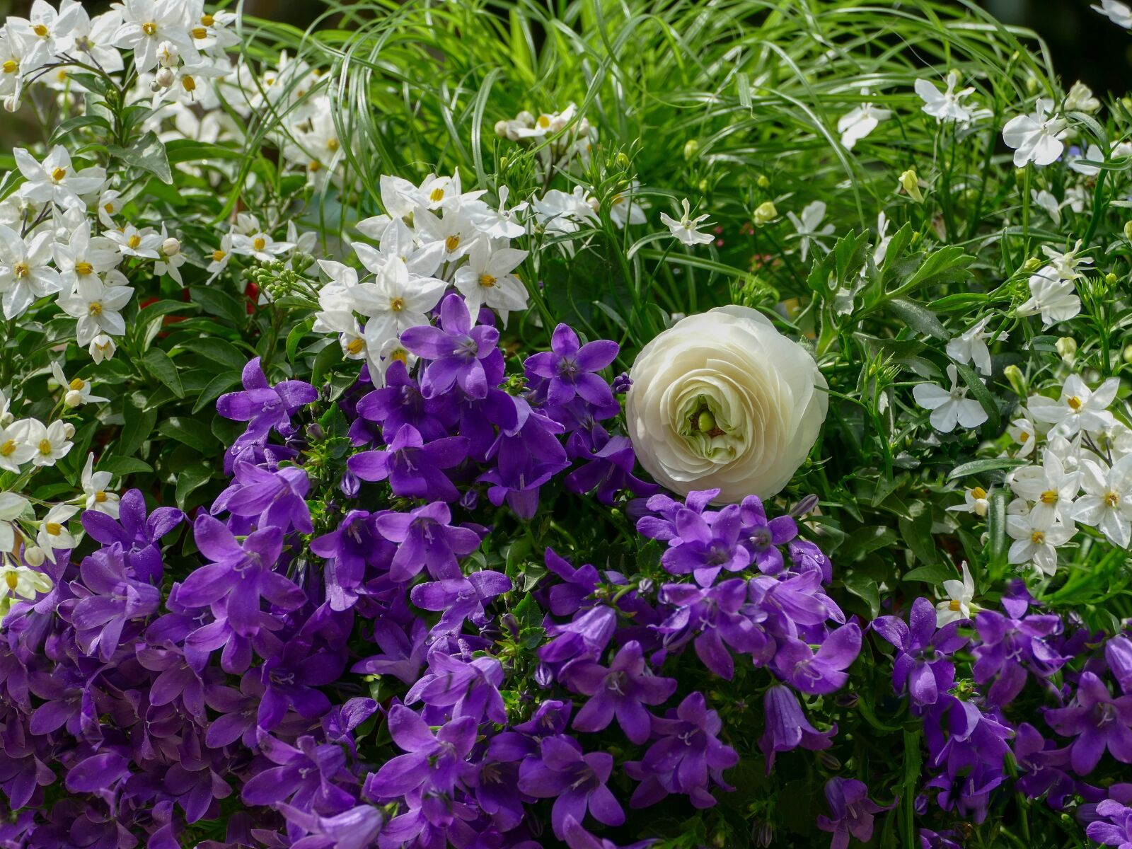 Panasonic Lumix DMC-FZ1000 sample photo. Flower arrangement, bellflower, buttercup photography