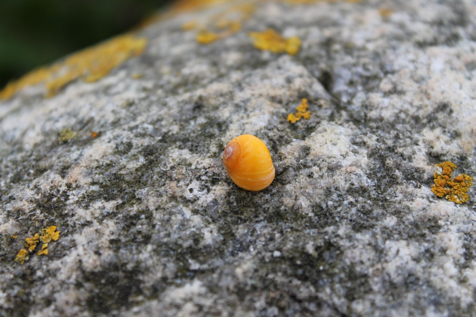 Canon EOS 1100D (EOS Rebel T3 / EOS Kiss X50) sample photo. Snail, yellow, rock photography