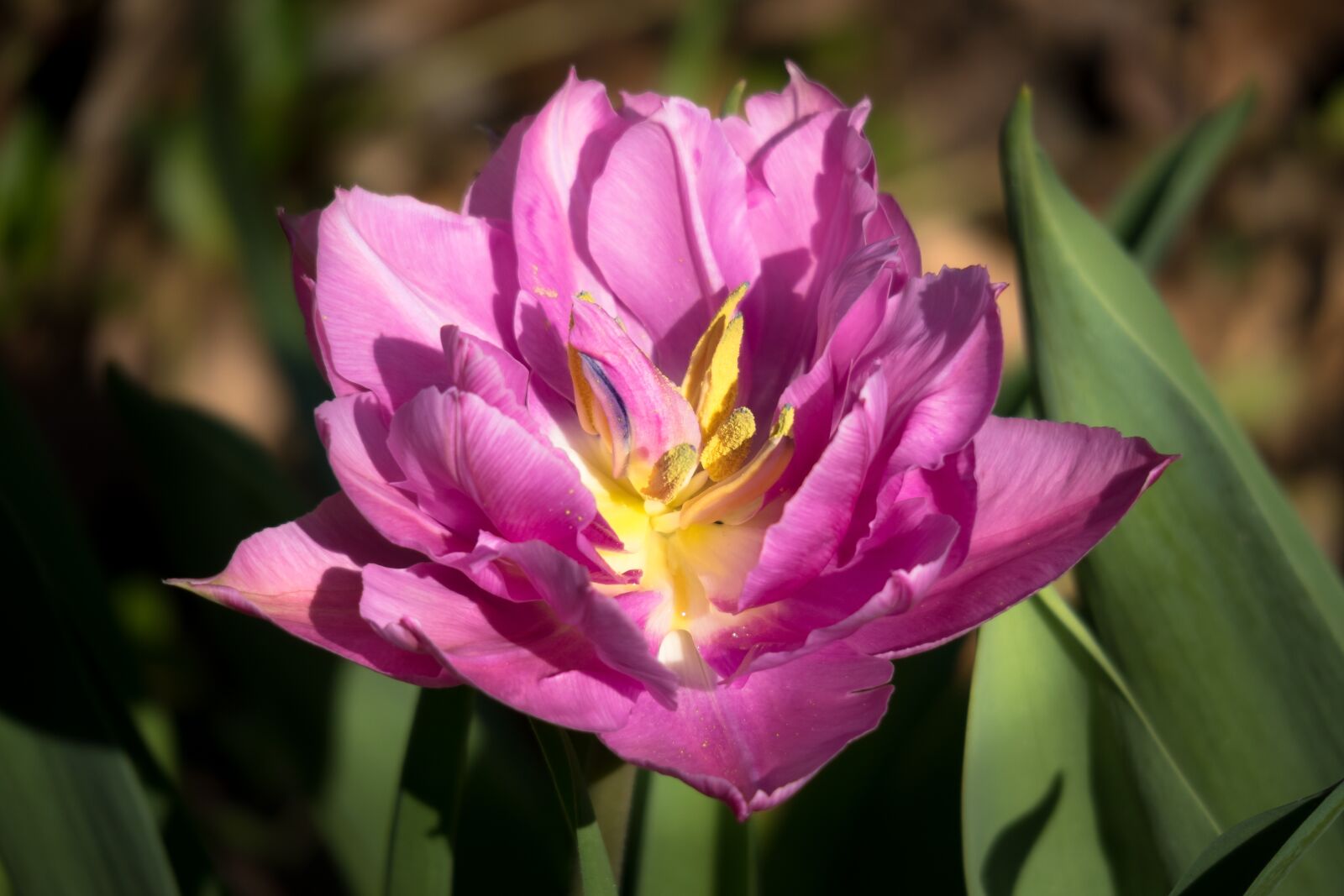 Canon PowerShot G3 X sample photo. Tulip, blossom, bloom photography