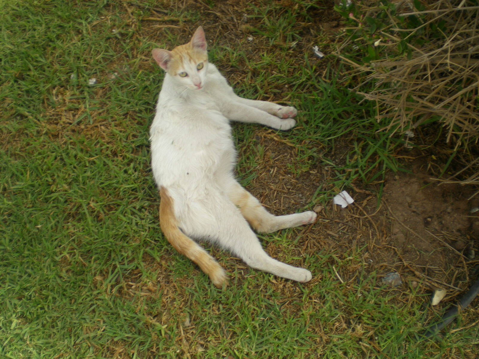 Nikon COOLPIX S200 sample photo