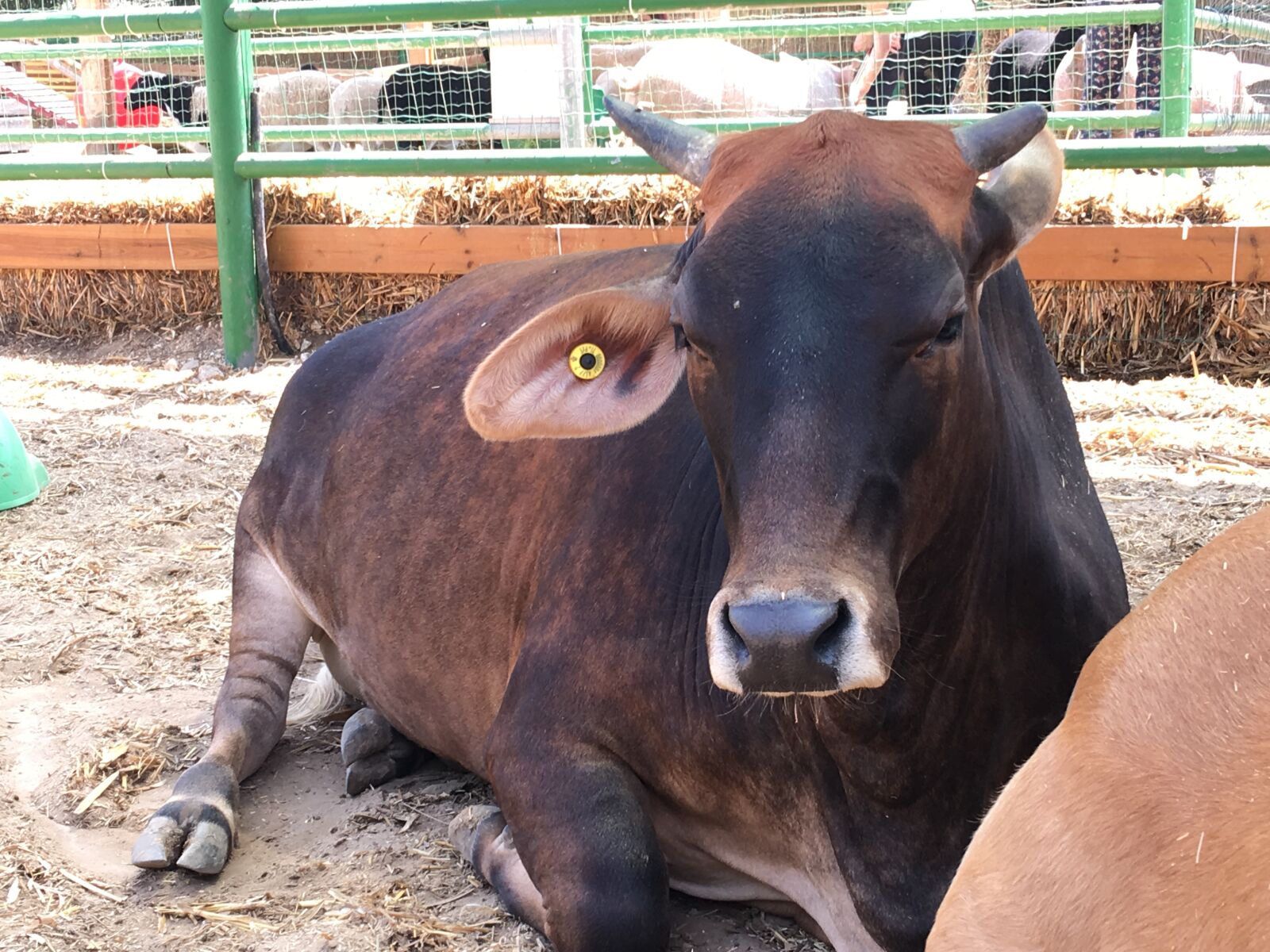 iPhone 6s Plus back camera 4.15mm f/2.2 sample photo. Cow, animals, nature photography
