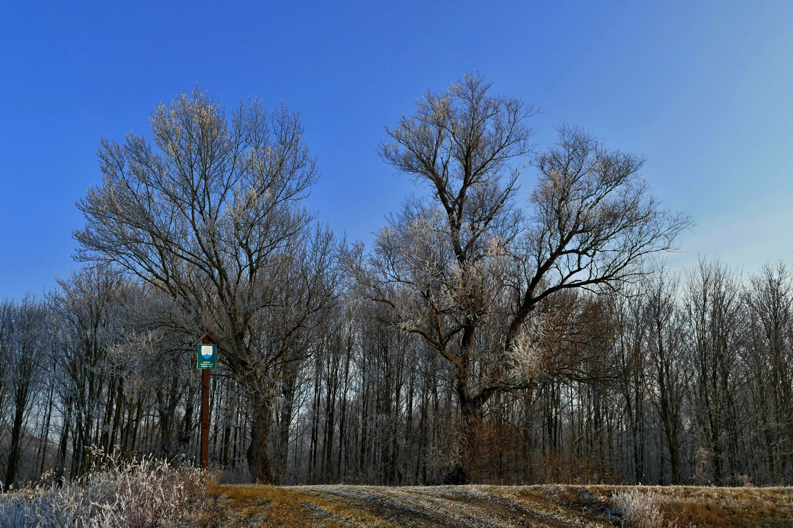 Panasonic Lumix DMC-FZ1000 sample photo. Trees, forest, trade photography