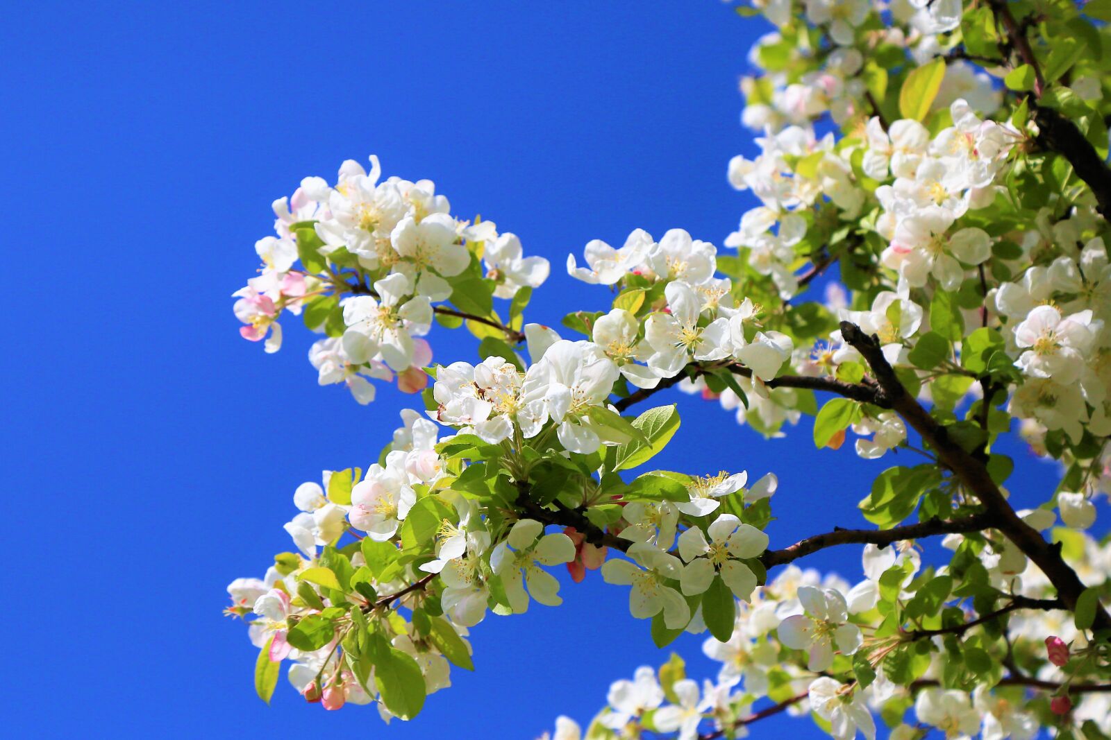 Canon EF 24-105mm F4L IS USM sample photo. Flowers, spring, nature photography
