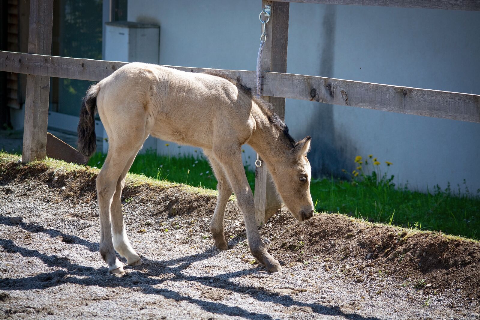 Nikon D7100 sample photo. Foal, horse, pony photography
