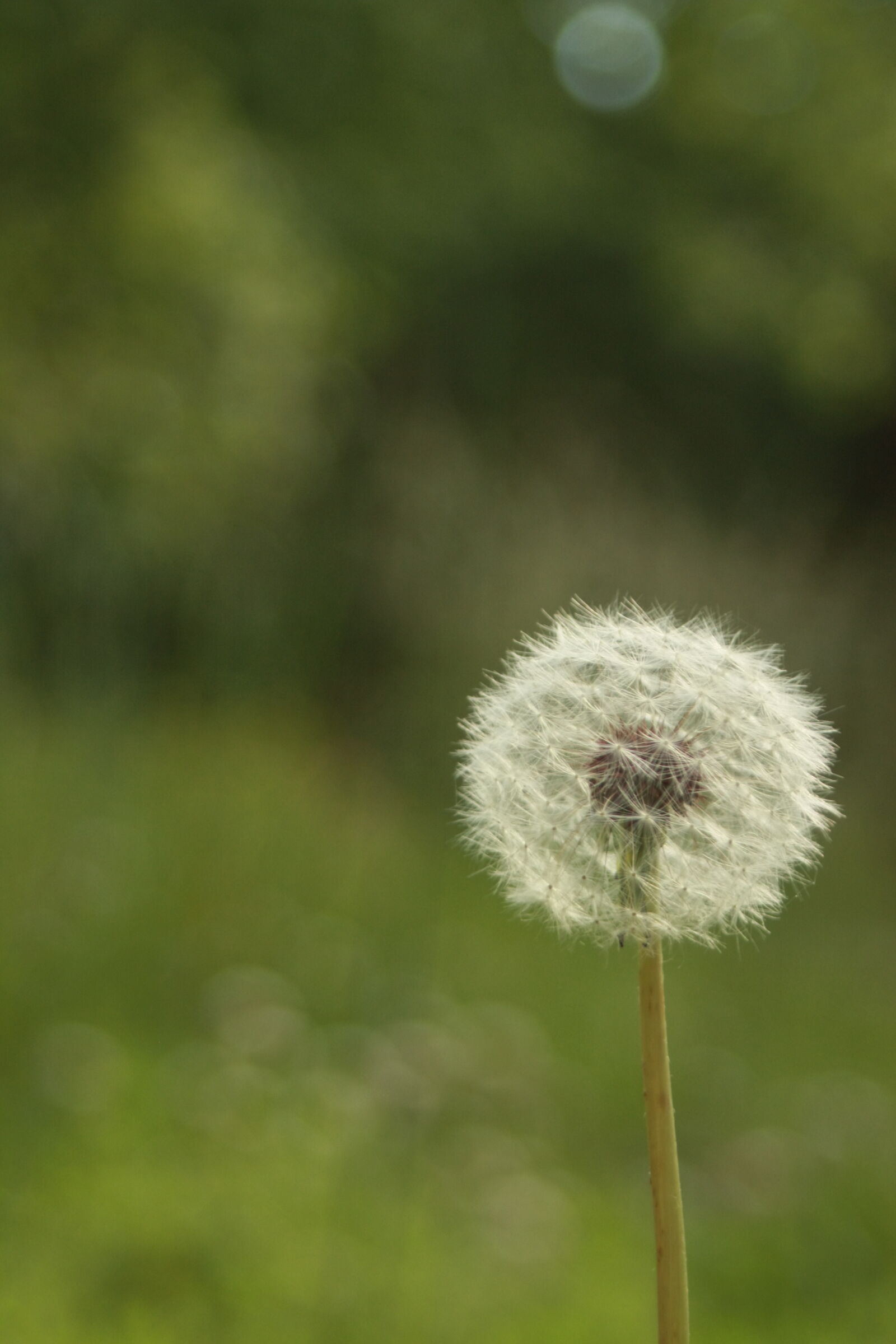 Canon EF 35-80mm f/4-5.6 sample photo. Close, up, of, dandelion photography