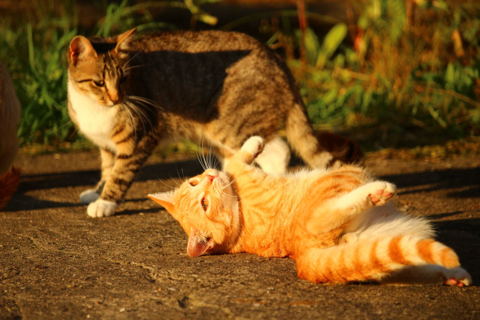 Canon EOS 100D (EOS Rebel SL1 / EOS Kiss X7) sample photo. Cat, kitten, mackerel photography