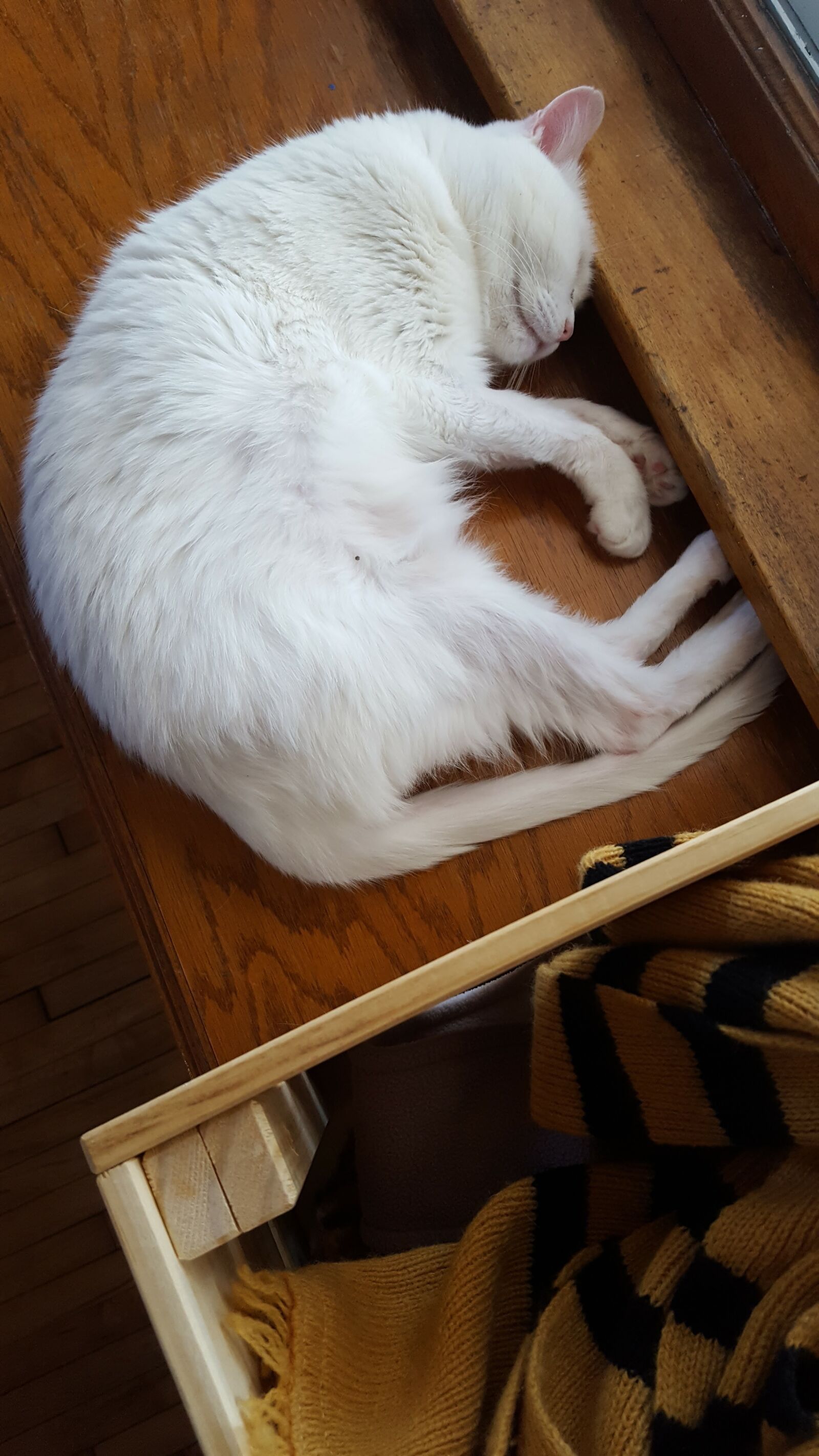Samsung Galaxy S6 sample photo. Cat, sleeping, cute photography
