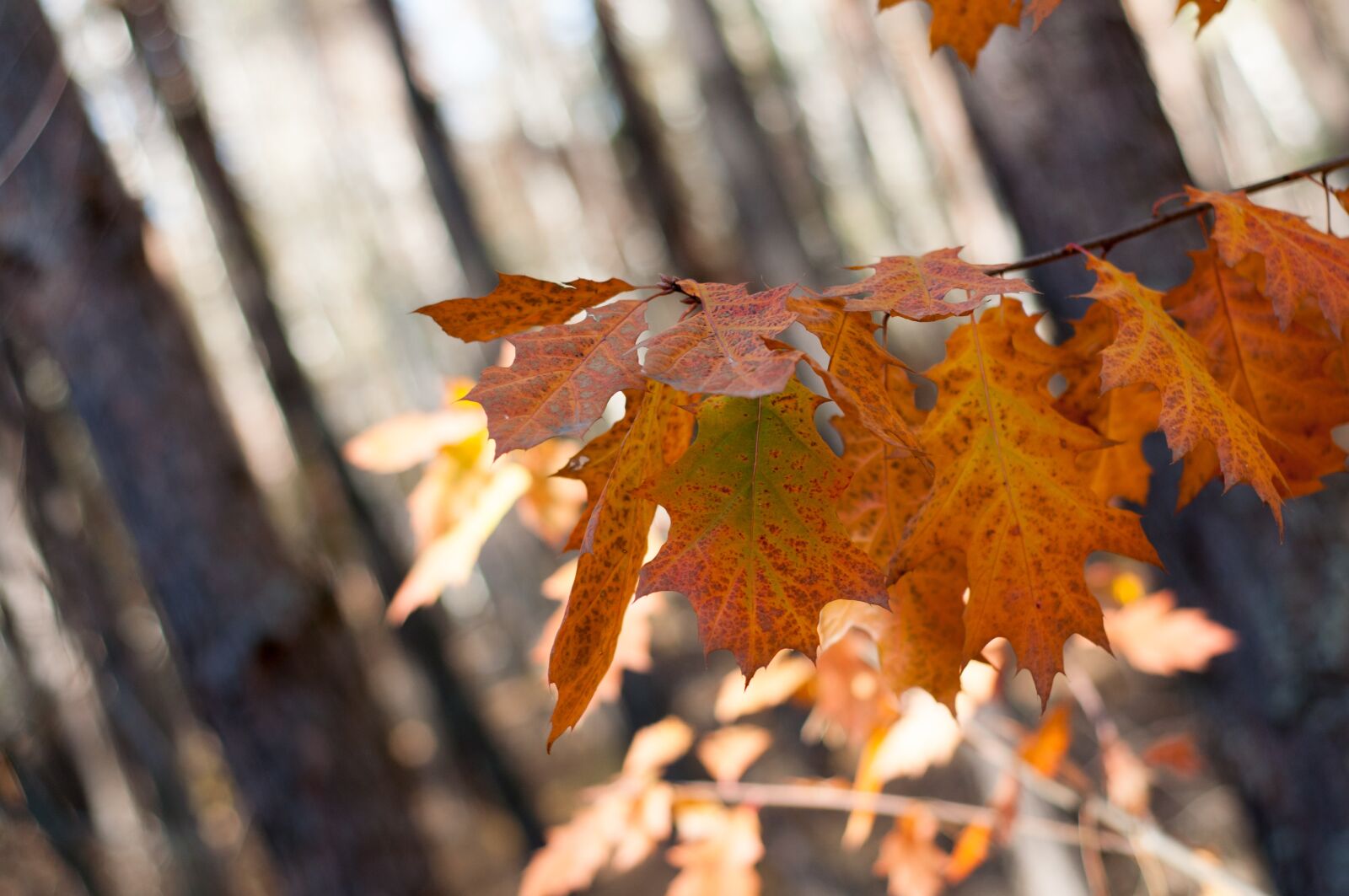 Nikon D90 sample photo. Foliage, forest, nature photography