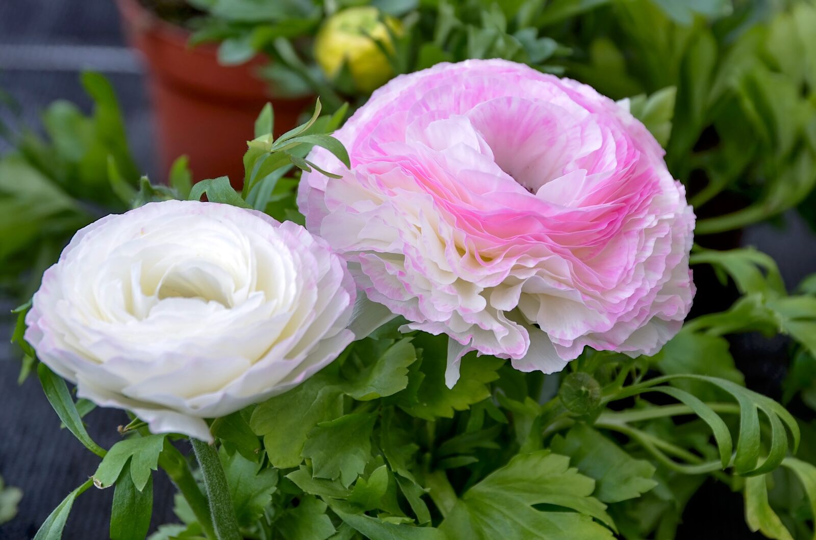 Nikon D7000 sample photo. Ranunculus, flower, nature photography