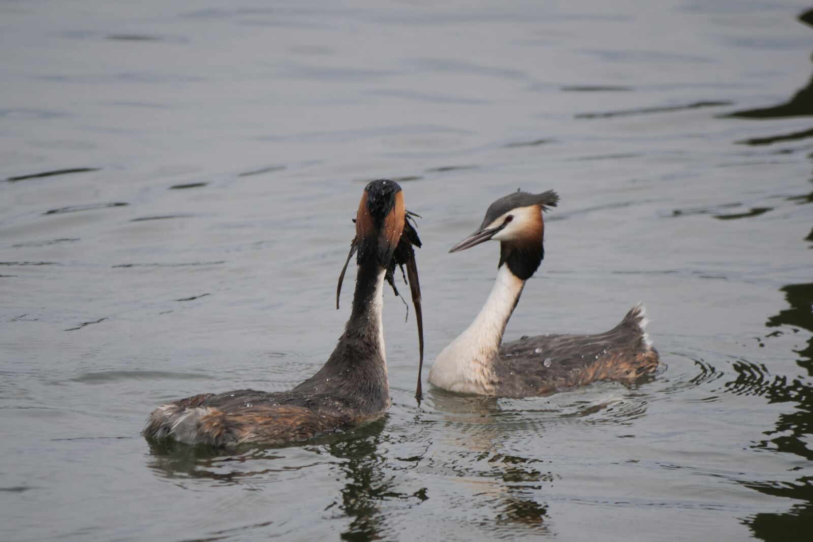 Panasonic Lumix DC-G9 sample photo. Waters, great crested grebe photography