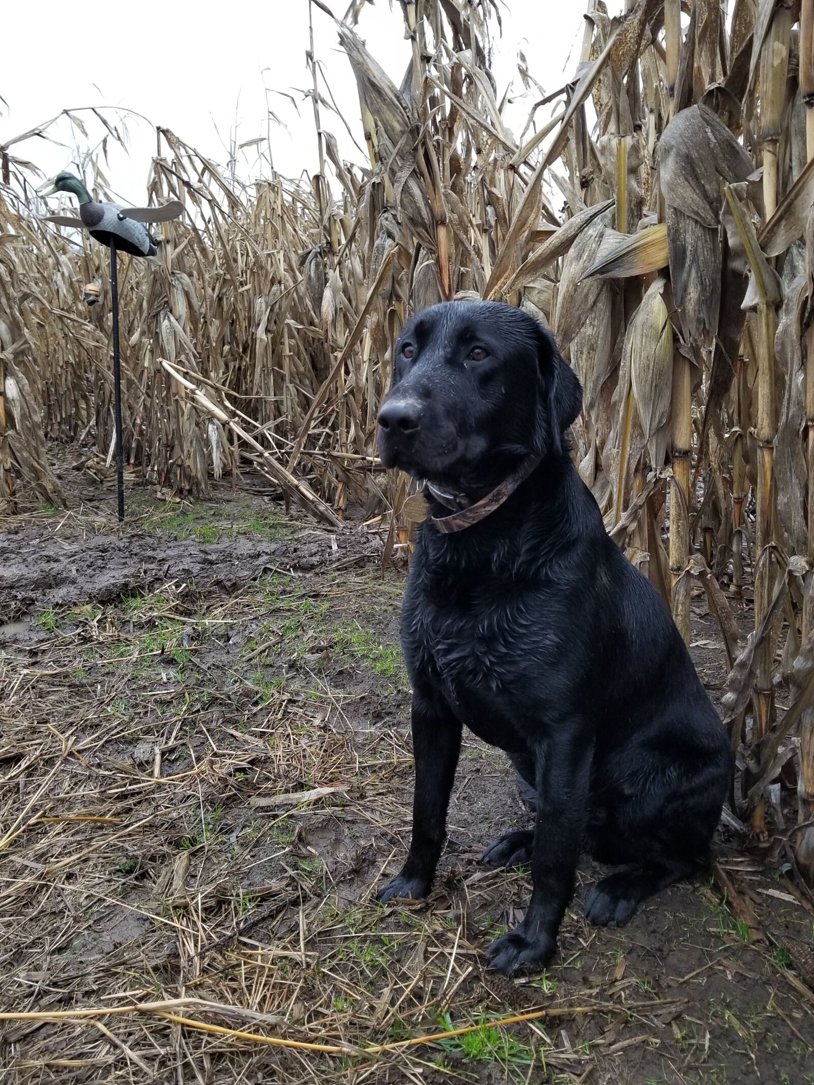 Samsung Galaxy S8+ sample photo. Labrador retriever, waterfowl, hunting photography