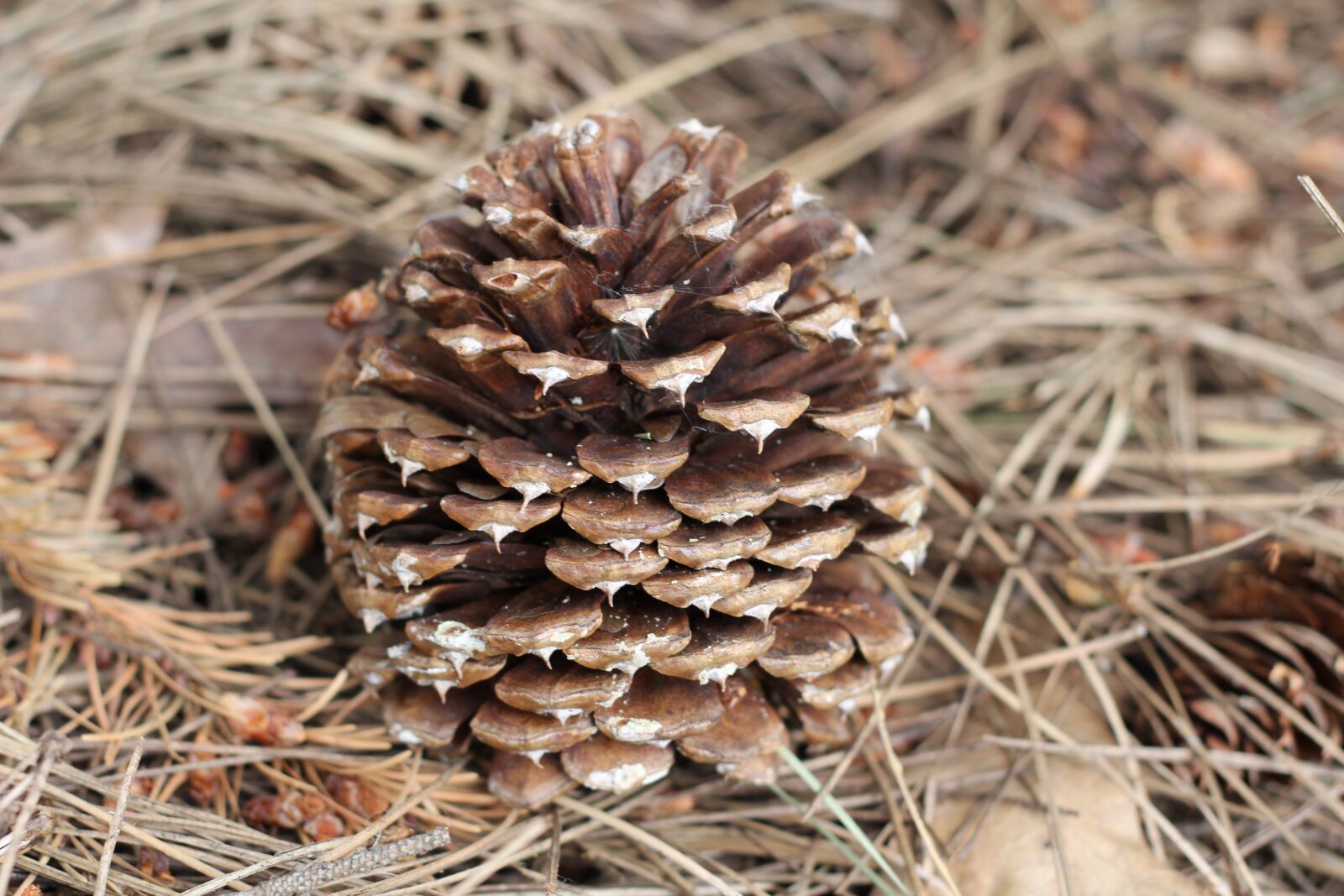 Canon EOS 60D + Canon EF 50mm F1.8 II sample photo. Cone, tree, brown photography