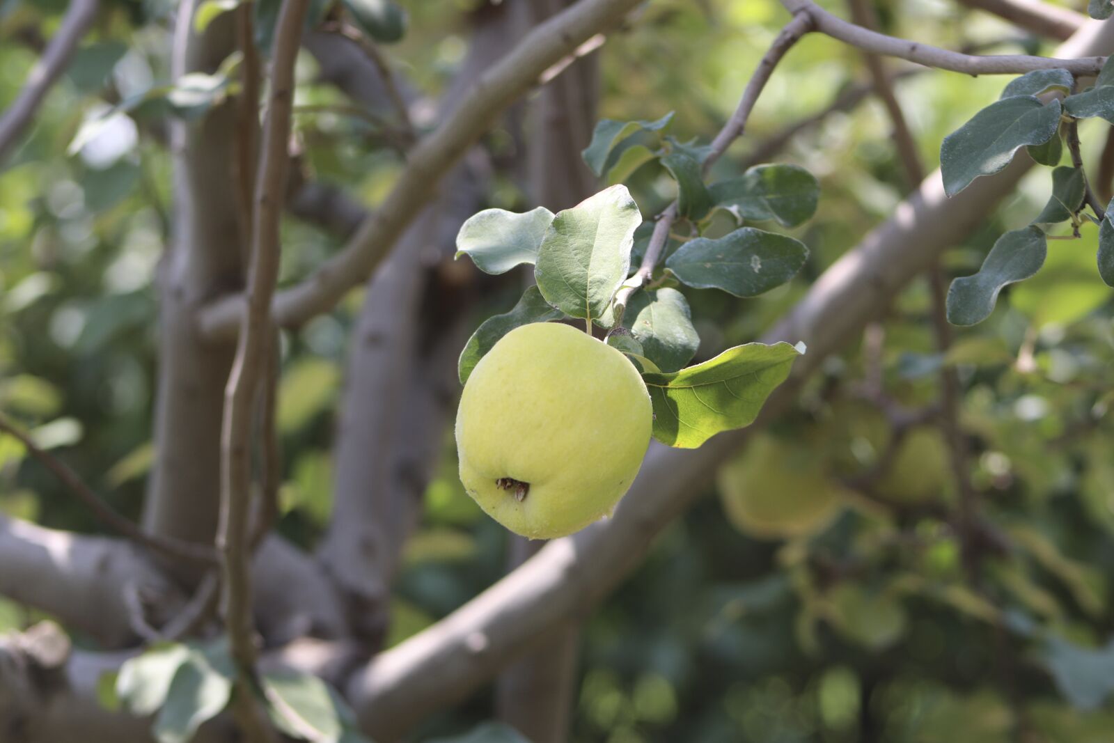 Canon EF-S 18-135mm F3.5-5.6 IS USM sample photo. Apple, green apple, fruit photography