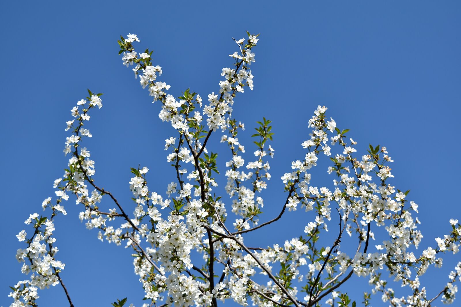 Nikon D5500 sample photo. Blue sky, cherry, branch photography