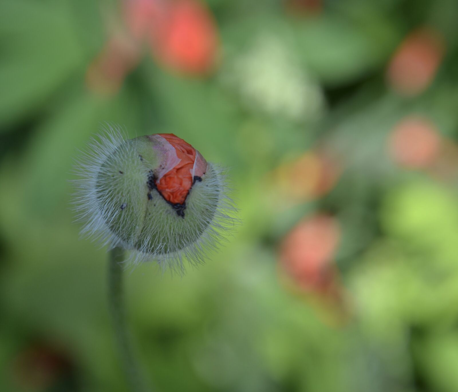 Nikon D3100 sample photo. May flowers, may day photography